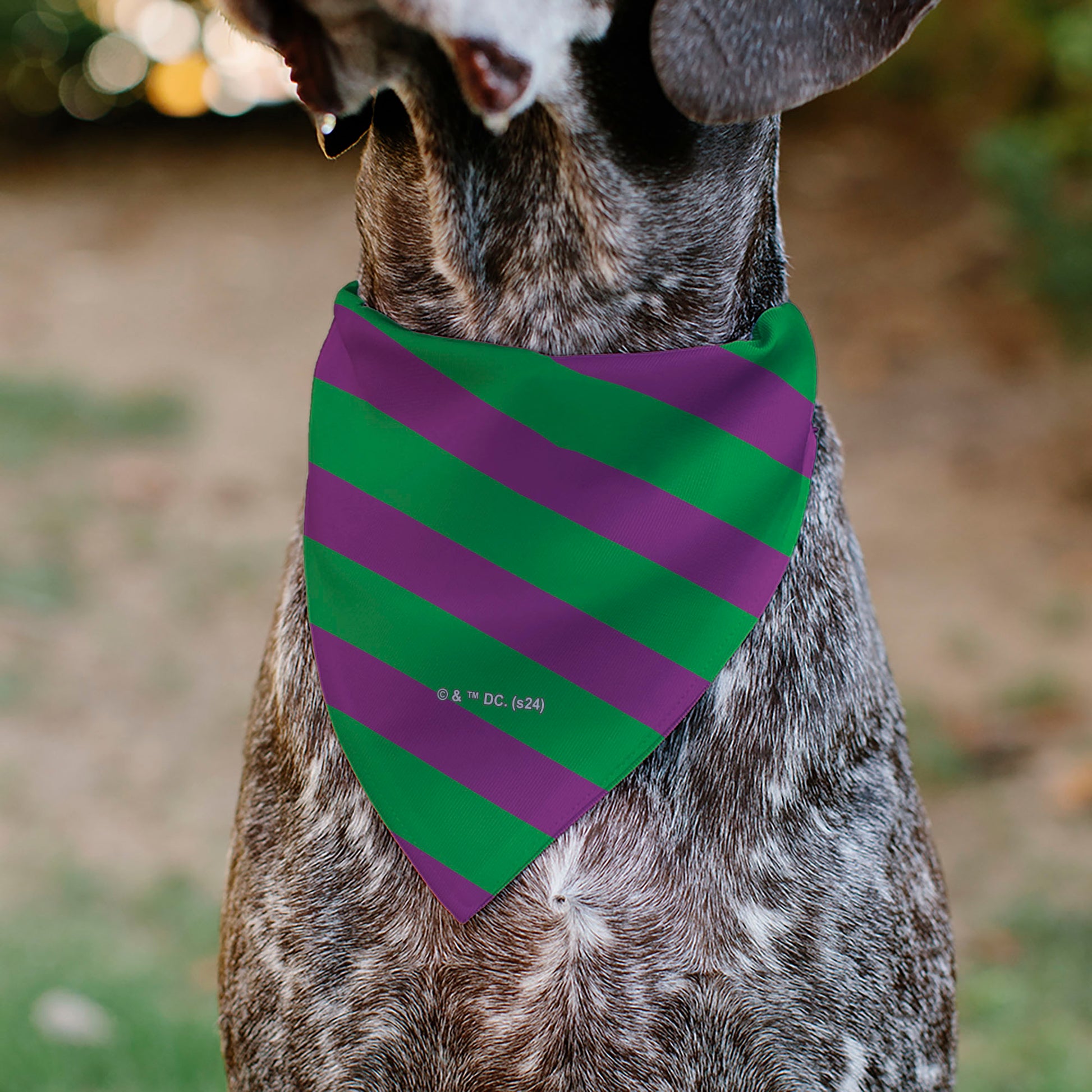 Pet Bandana - THE JOKER Title Logo and Stripe Green/Purple Pet Bandanas DC Comics
