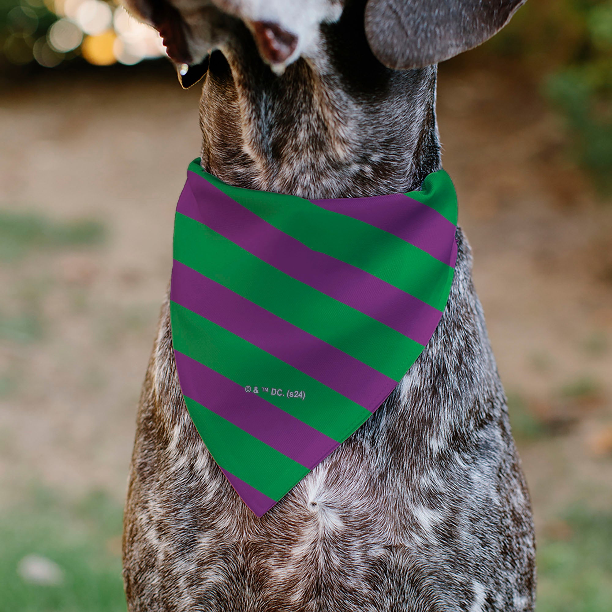 Pet Bandana - THE JOKER Title Logo and Stripe Green/Purple Pet Bandanas DC Comics