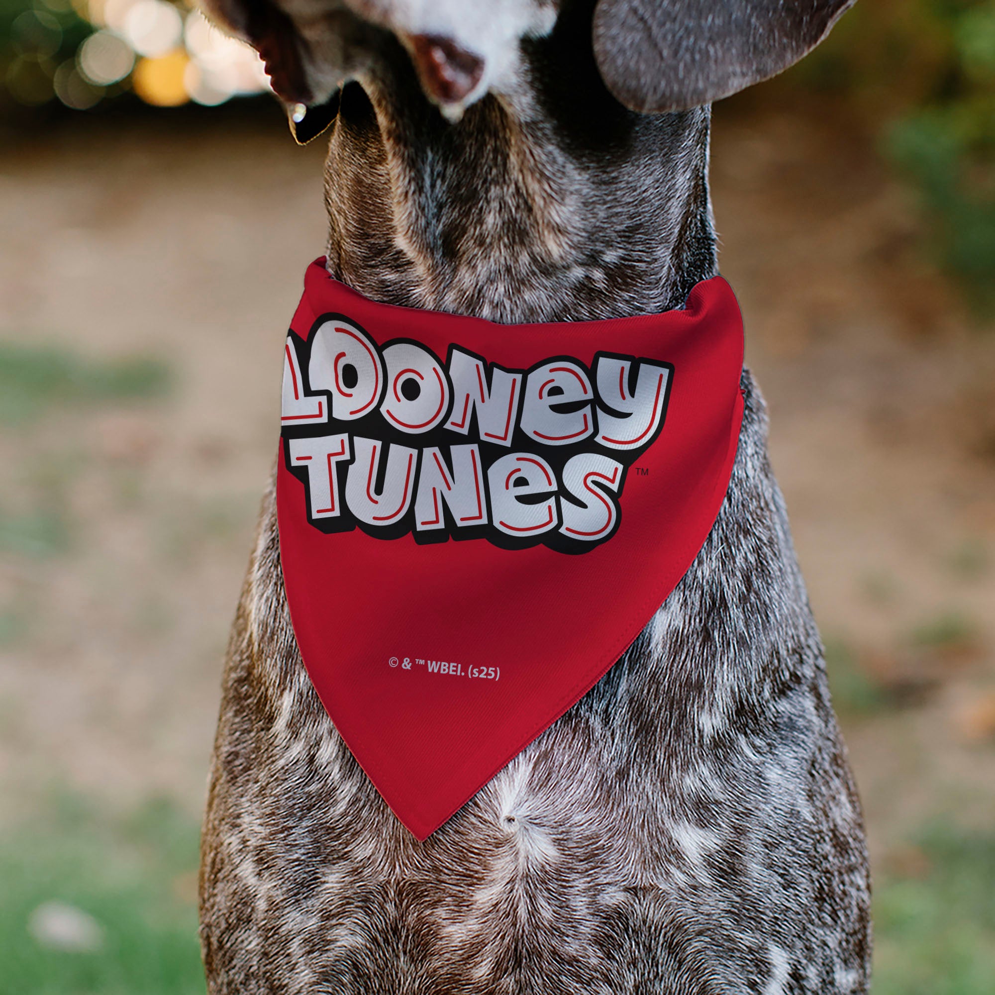 Pet Bandana - LOONEY TUNES Five Character Target Close-Up Pose Red