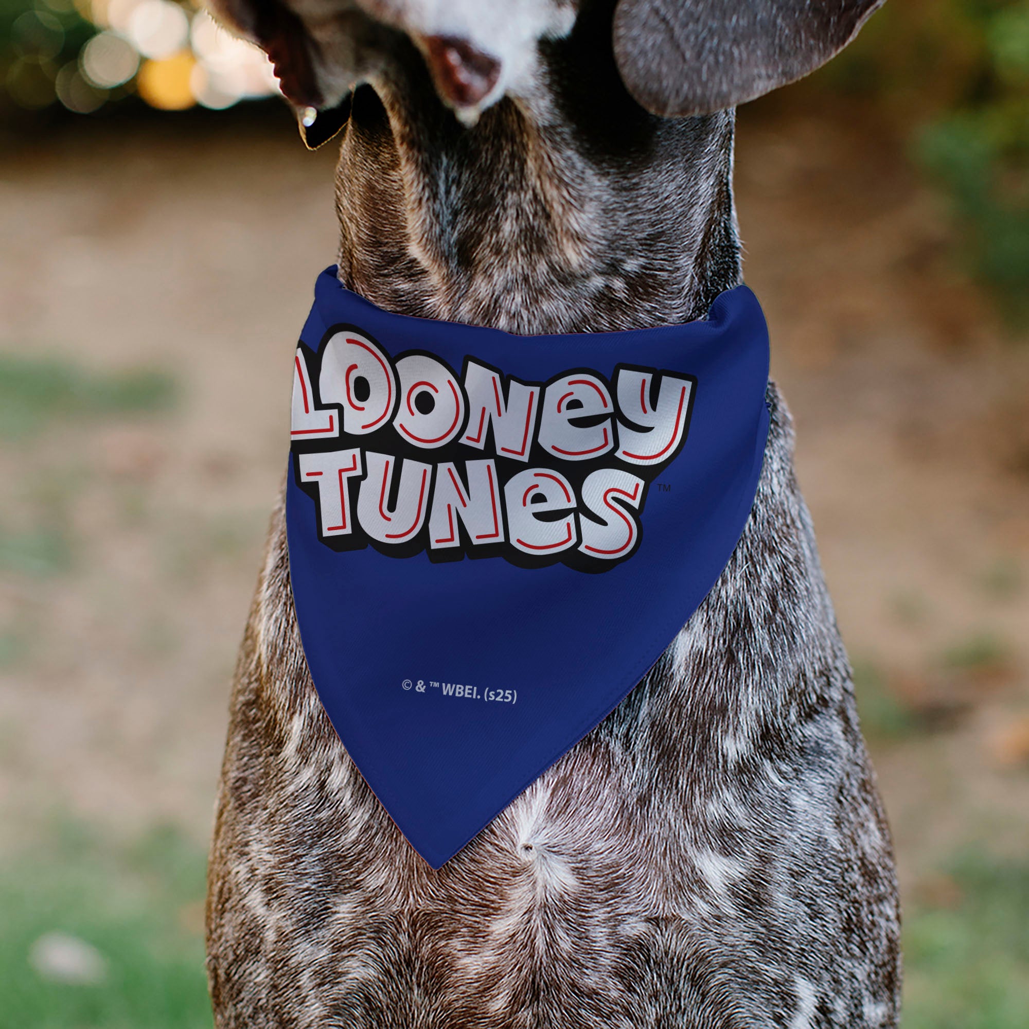 Pet Bandana - LOONEY TUNES Road Runner Face Close-Up Blue