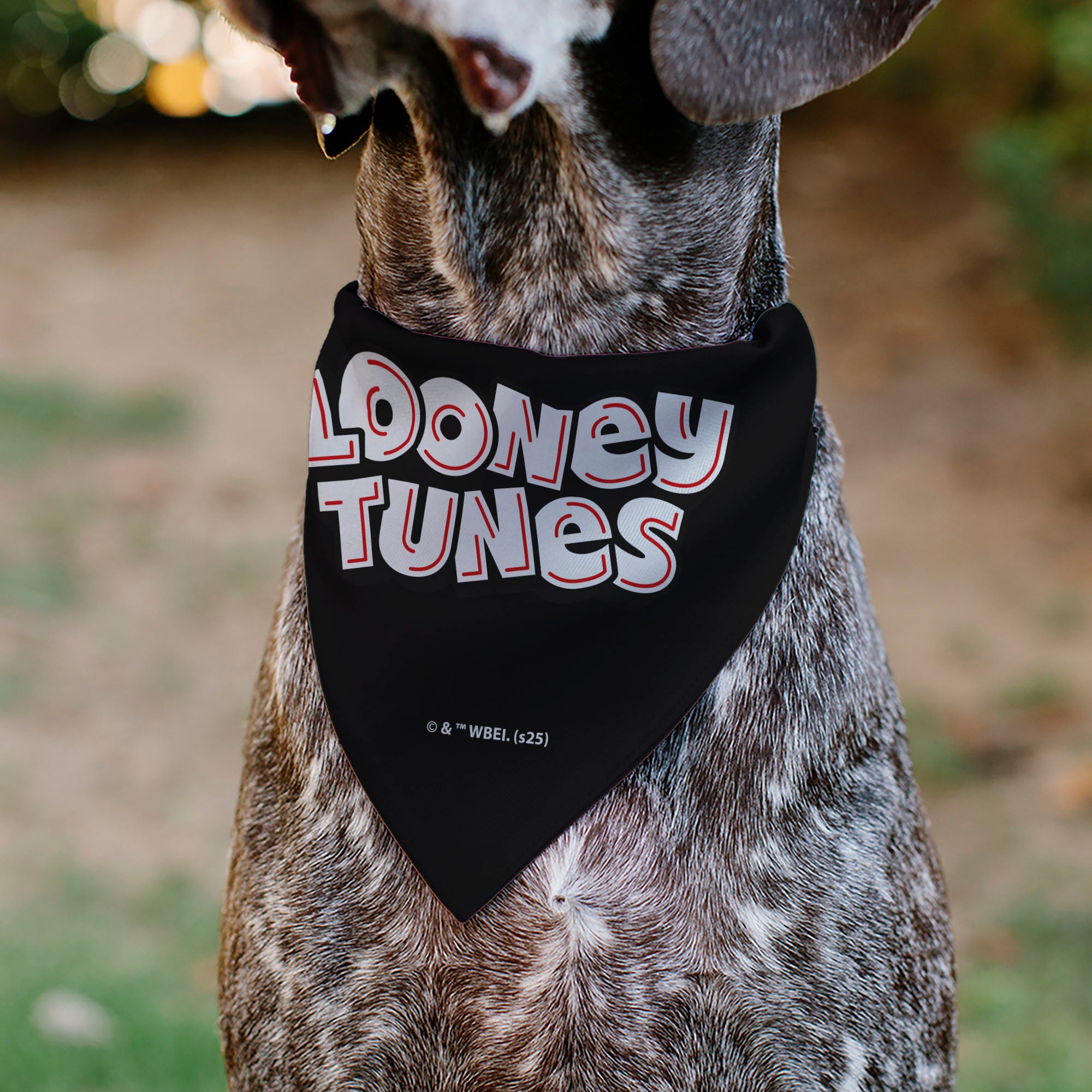 Pet Bandana - LOONEY TUNES Sylvester the Cat Face Close-Up Black