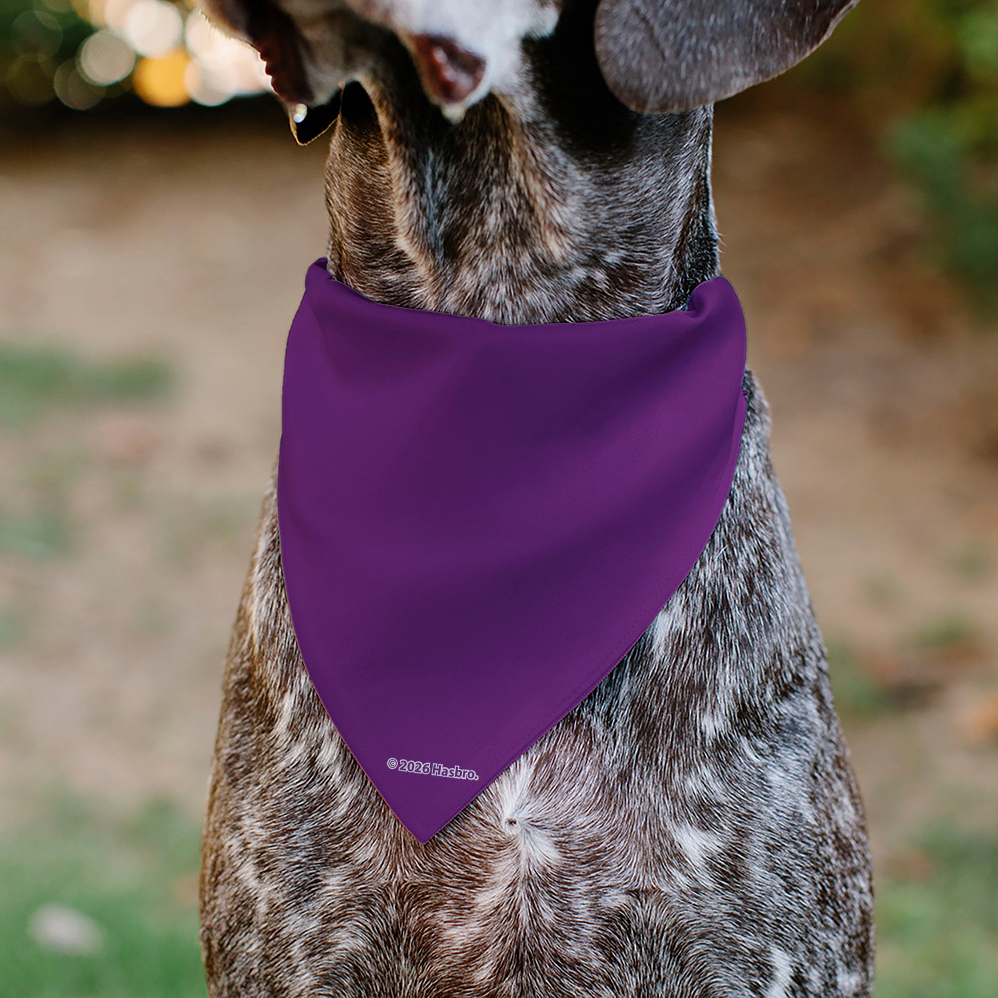 Pet Bandana - MY LITTLE PONY Mane Six Pony Poses and Title Logo Multi Color Pet Bandanas My Little Pony
