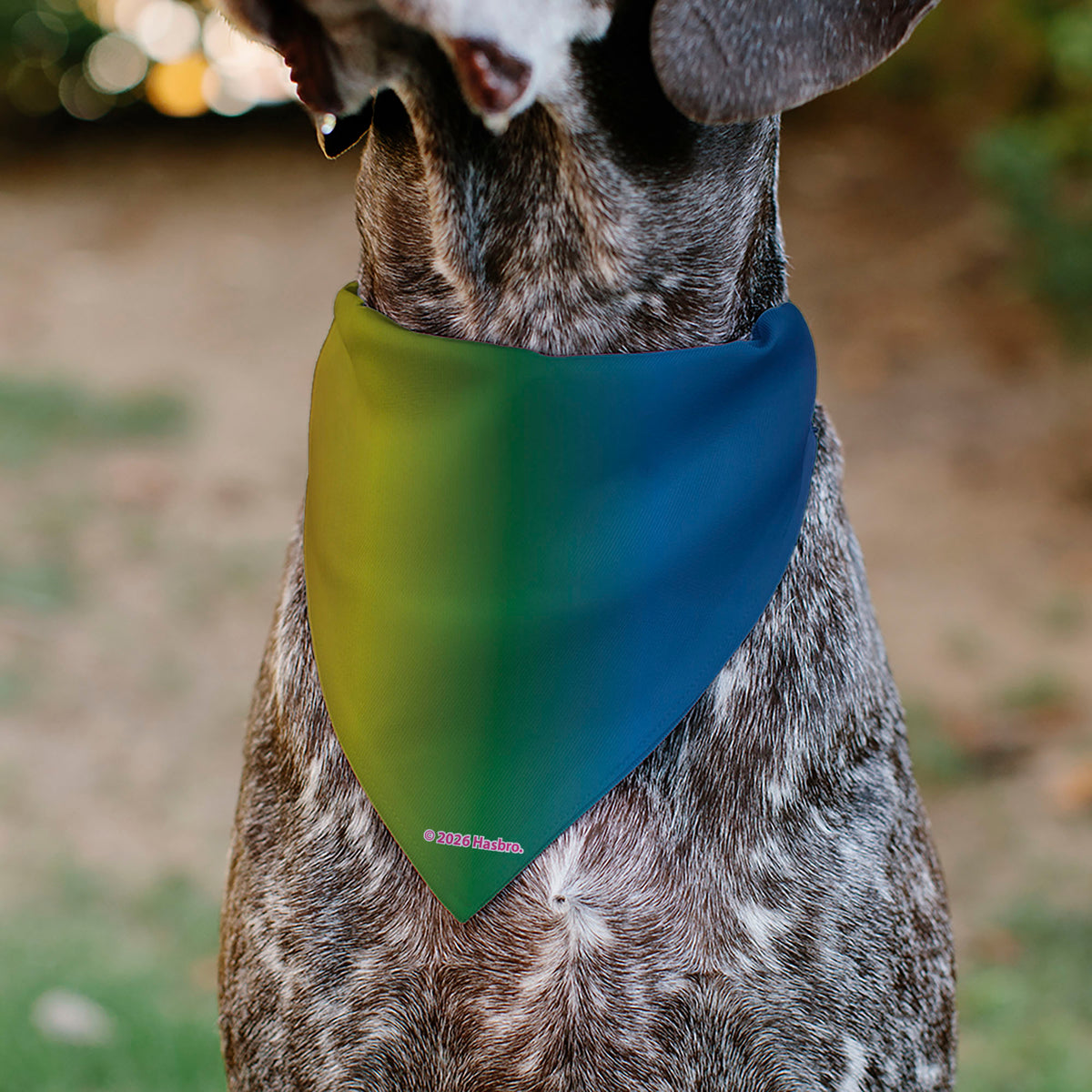 Pet Bandana - MY LITTLE PONY Mane Six and Spike Sunburst Black/Multi Color Pet Bandanas My Little Pony