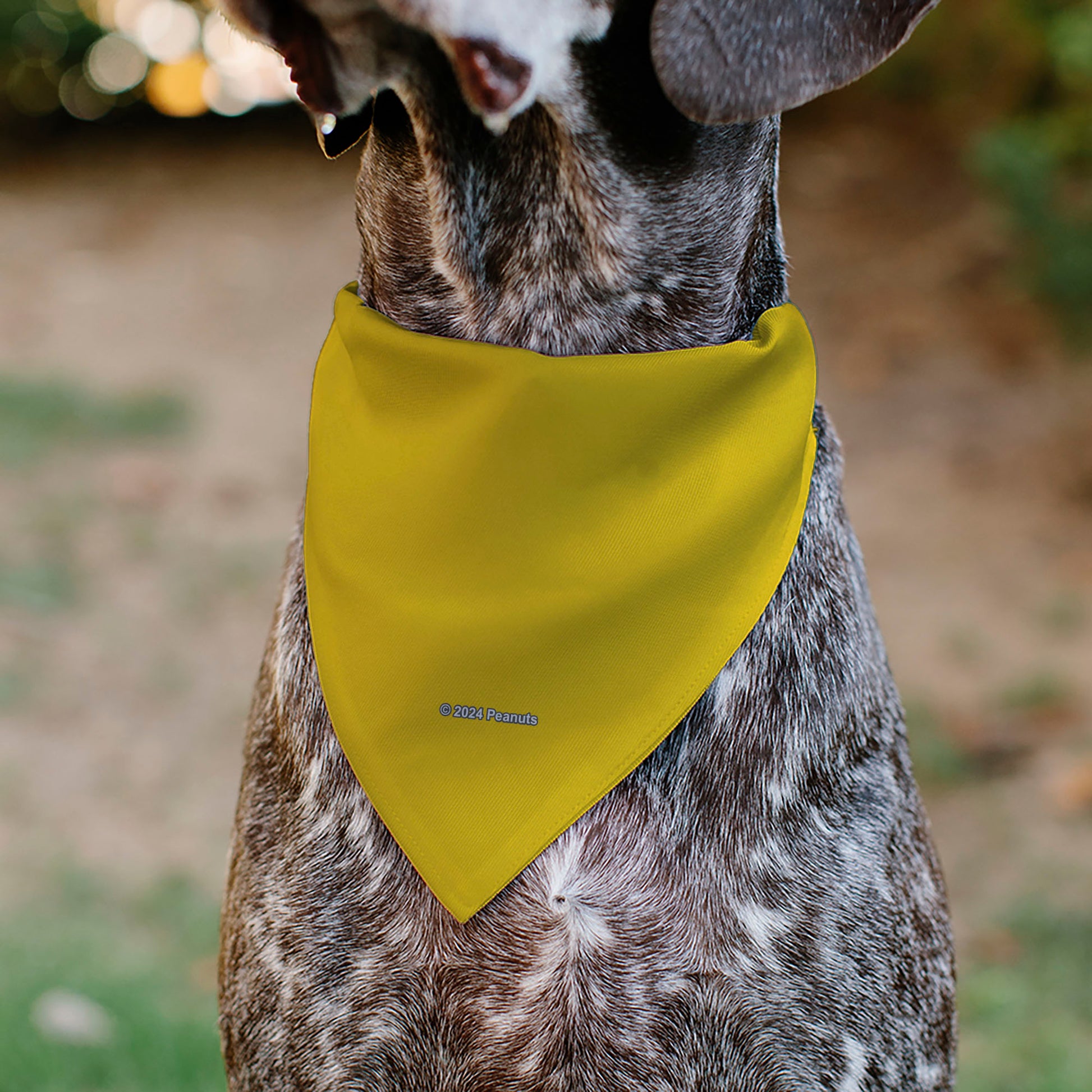 Pet Bandana - Peanuts Charlie Brown Zig Zag Stripe Yellow/Black Pet Bandanas Peanuts