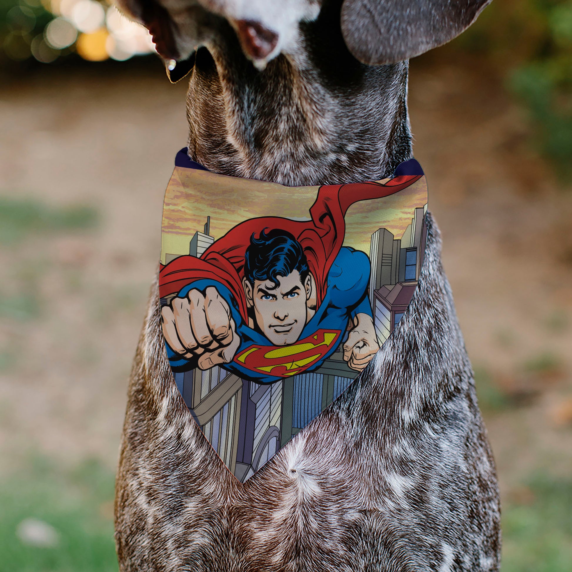 Pet Bandana - Superman Flying Action Cityscape Pose Pet Bandanas DC Comics