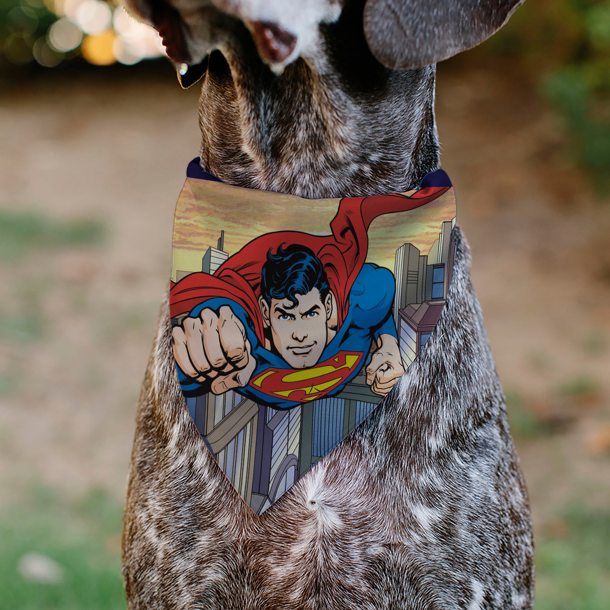 Pet Bandana - Superman Flying Action Cityscape Pose Pet Bandanas DC Comics