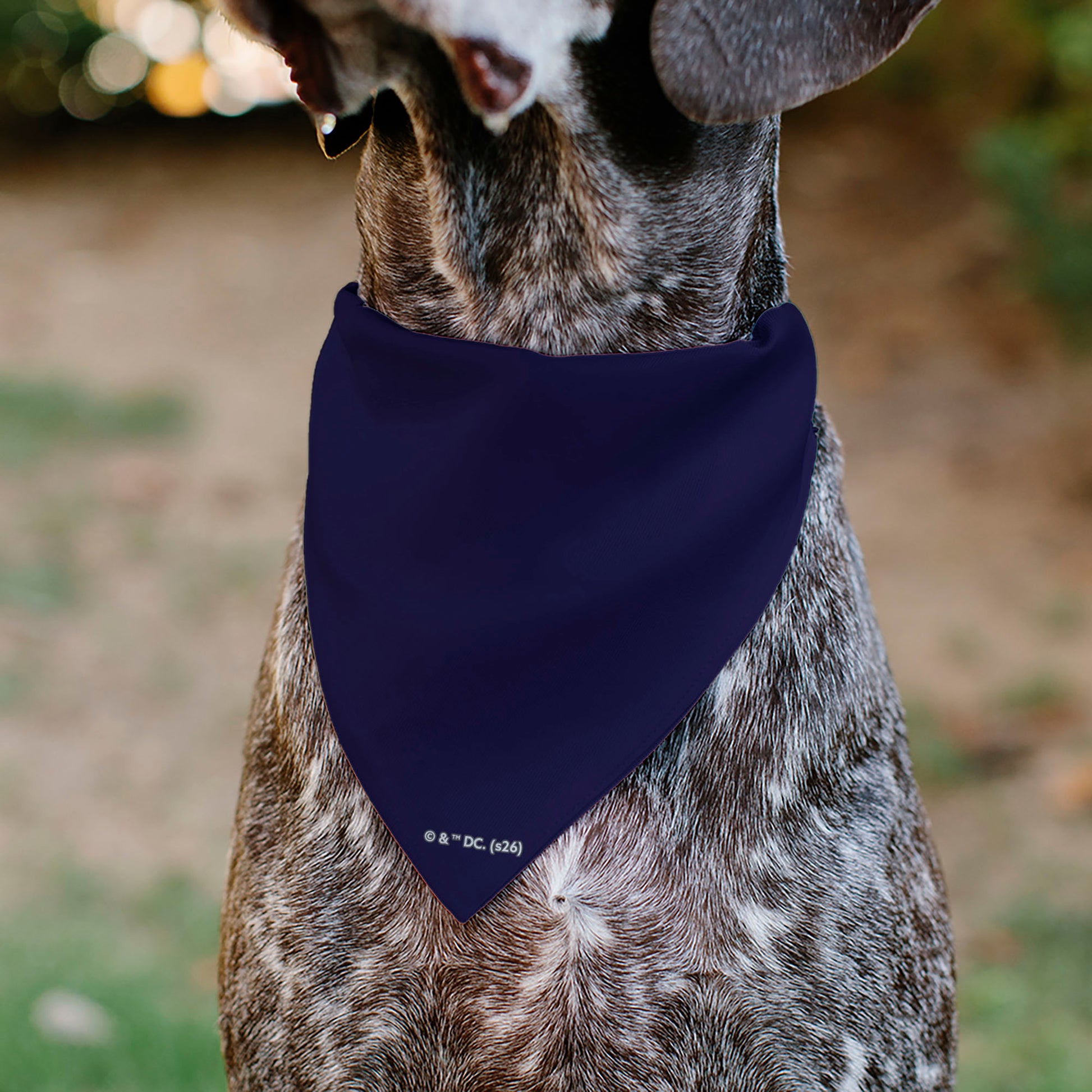 Pet Bandana - Superman Flying Action Cityscape Pose Pet Bandanas DC Comics