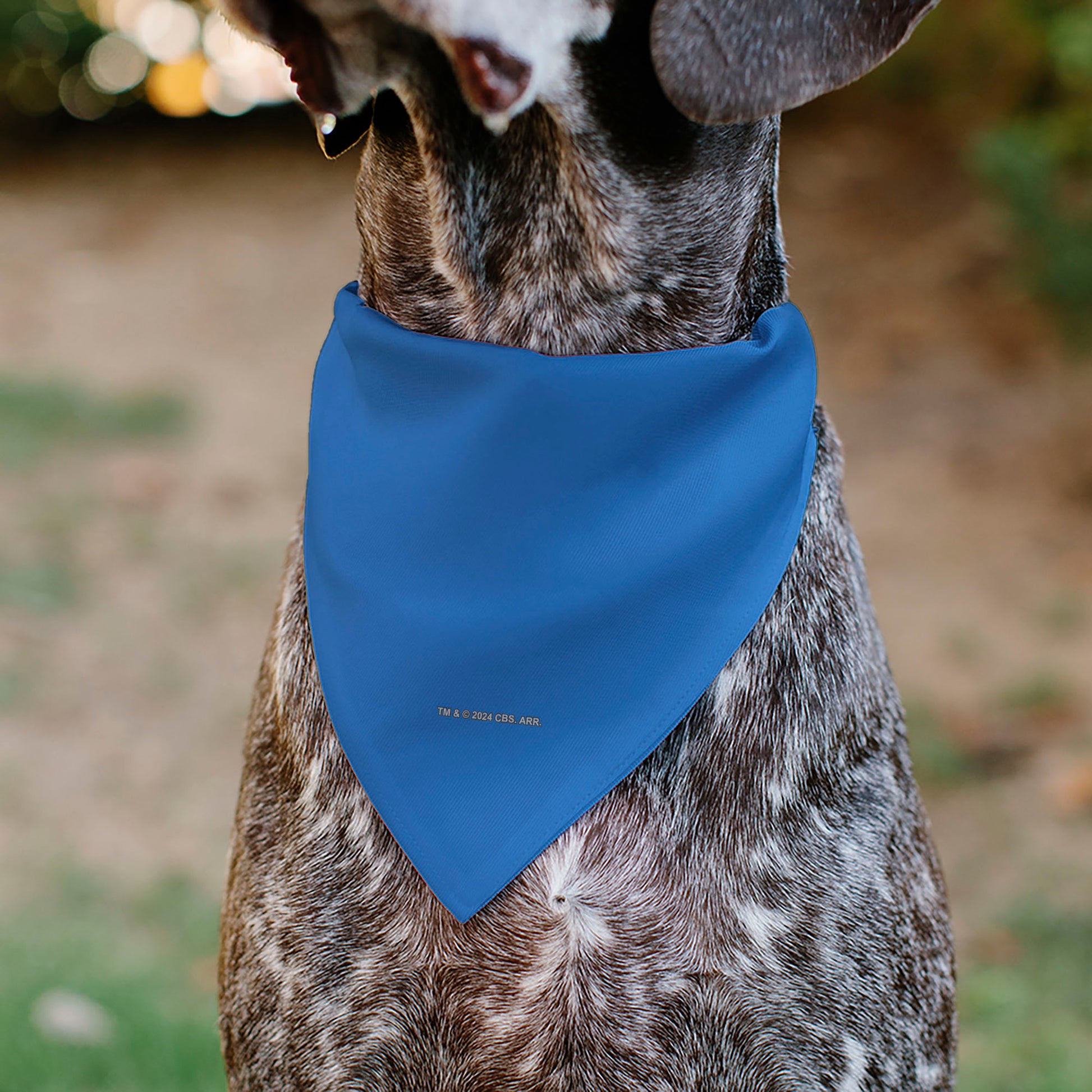 Pet Bandana - Star Trek Original Series Blue Uniform Print Pet Bandanas Star Trek