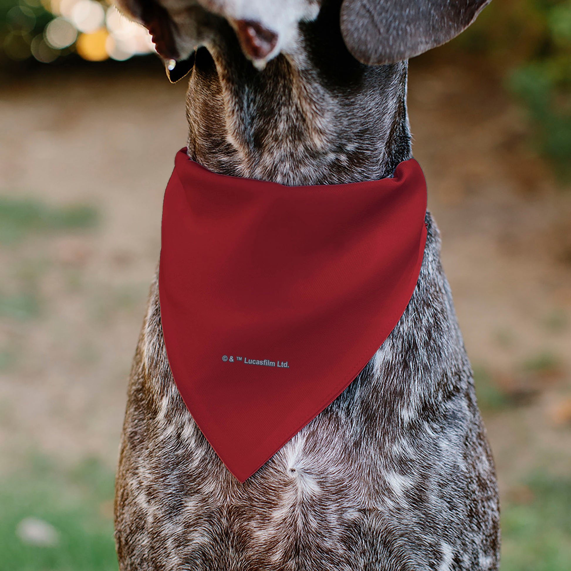 Pet Bandana - Star Wars DARTH VADER Face and Text Flame Red/Black/White Pet Bandanas Star Wars