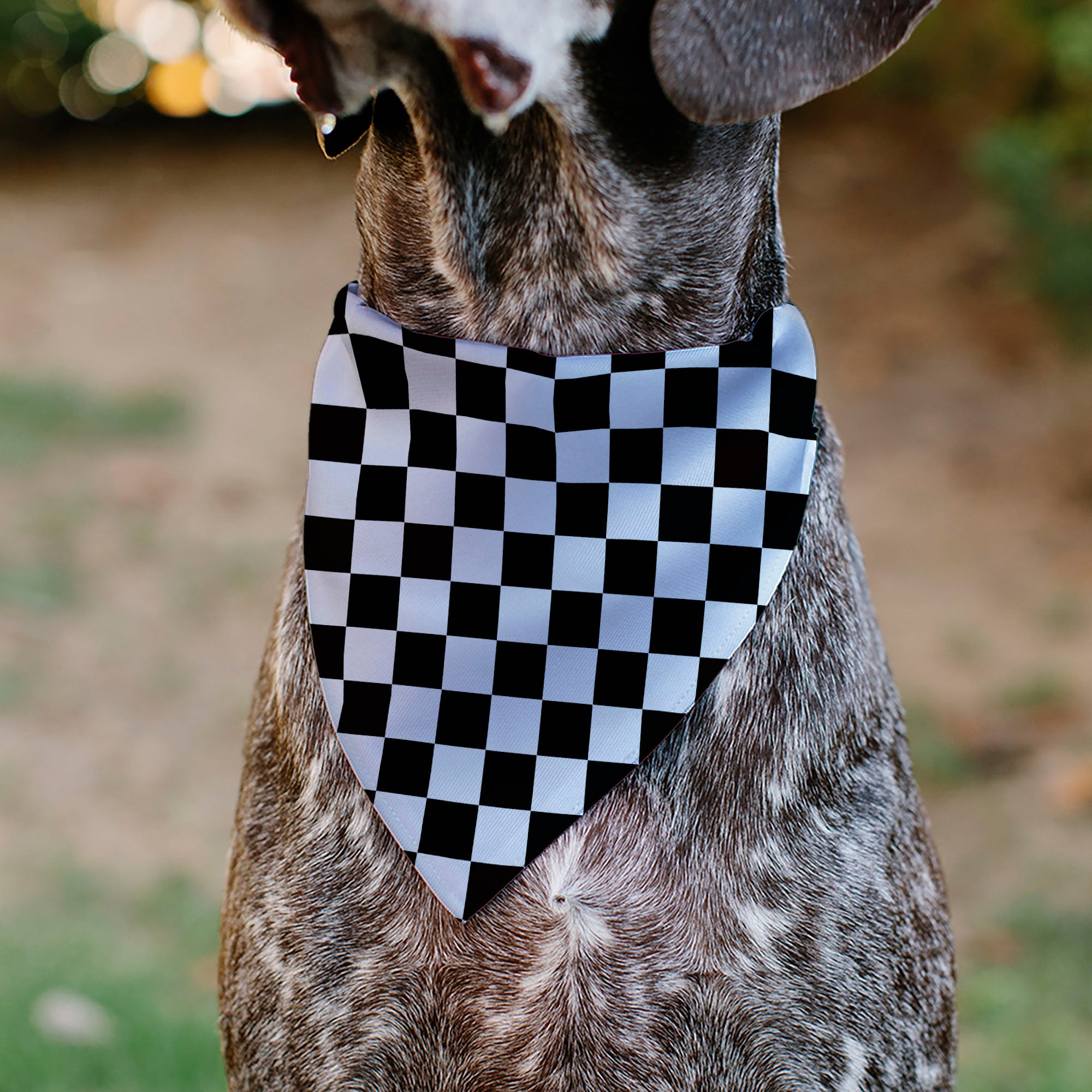 Pet Bandana - Checker Black/White Pet Bandanas Buckle-Down
