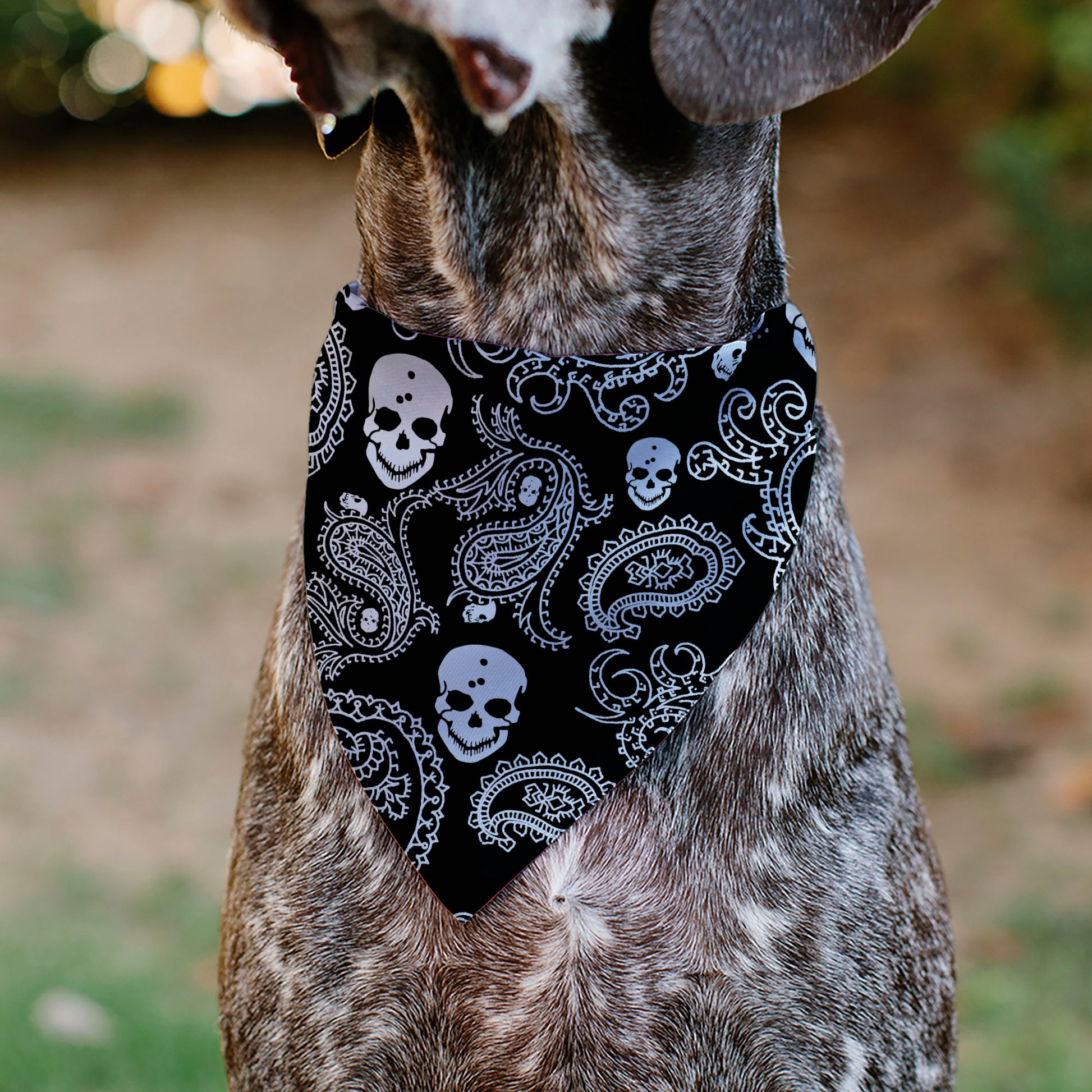 Pet Bandana - Bandana/Skulls Black/White Pet Bandanas Buckle-Down