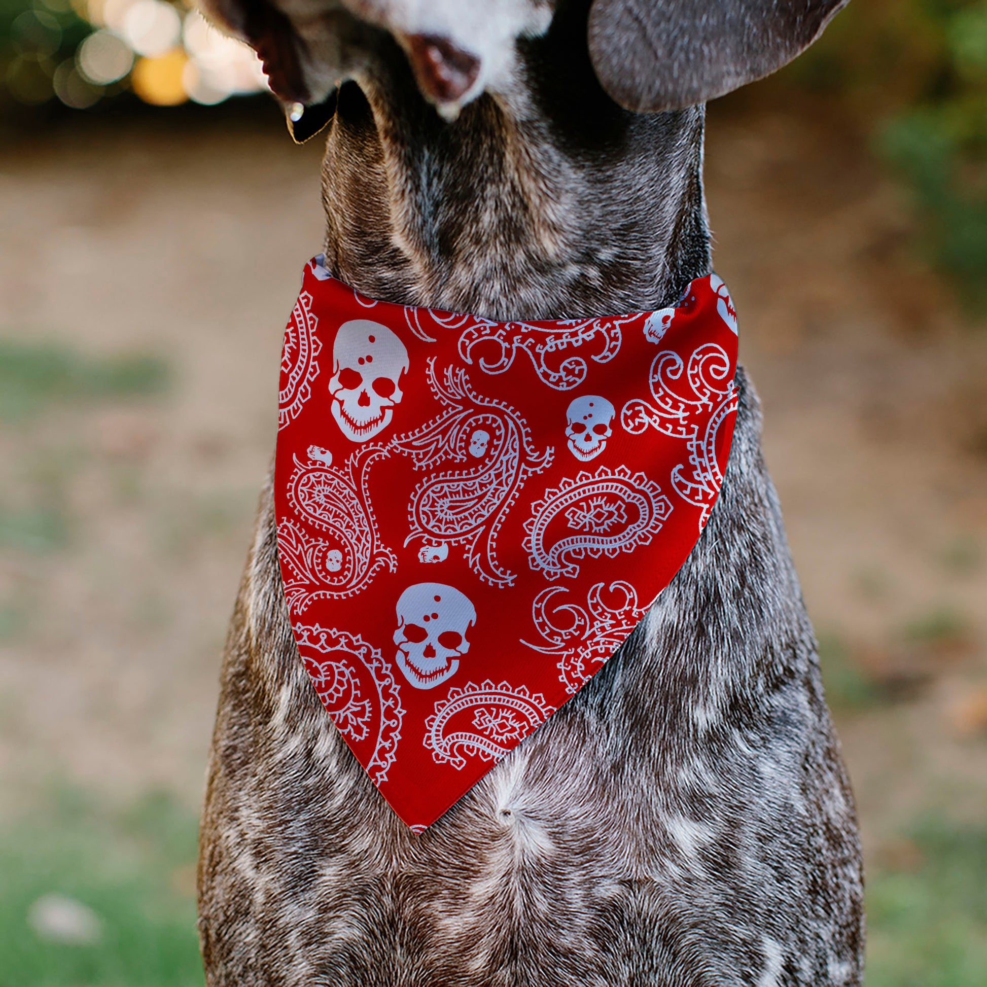 Pet Bandana - Bandana/Skulls Red/White Pet Bandanas Buckle-Down