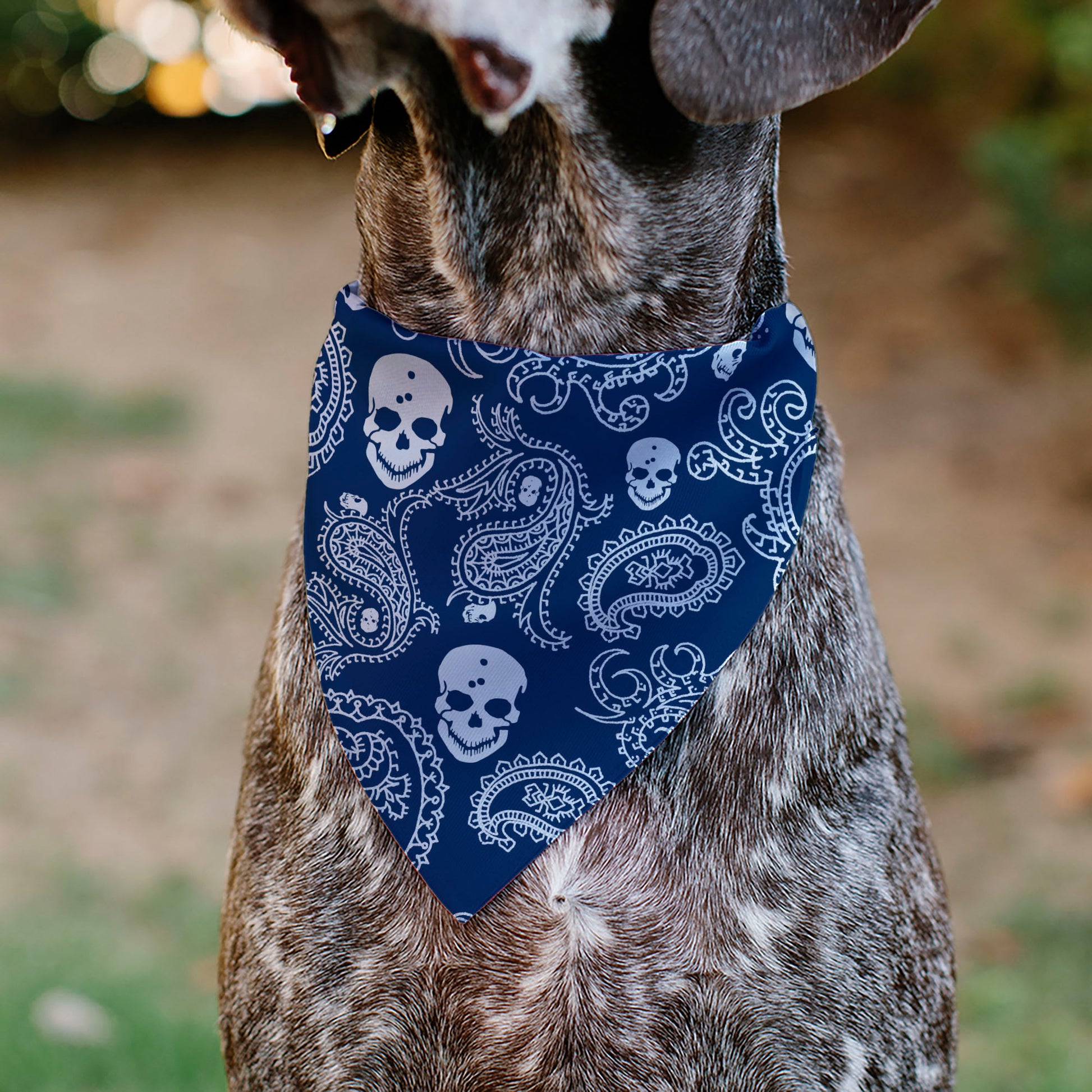 Pet Bandana - Bandana/Skulls Royal/White Pet Bandanas Buckle-Down
