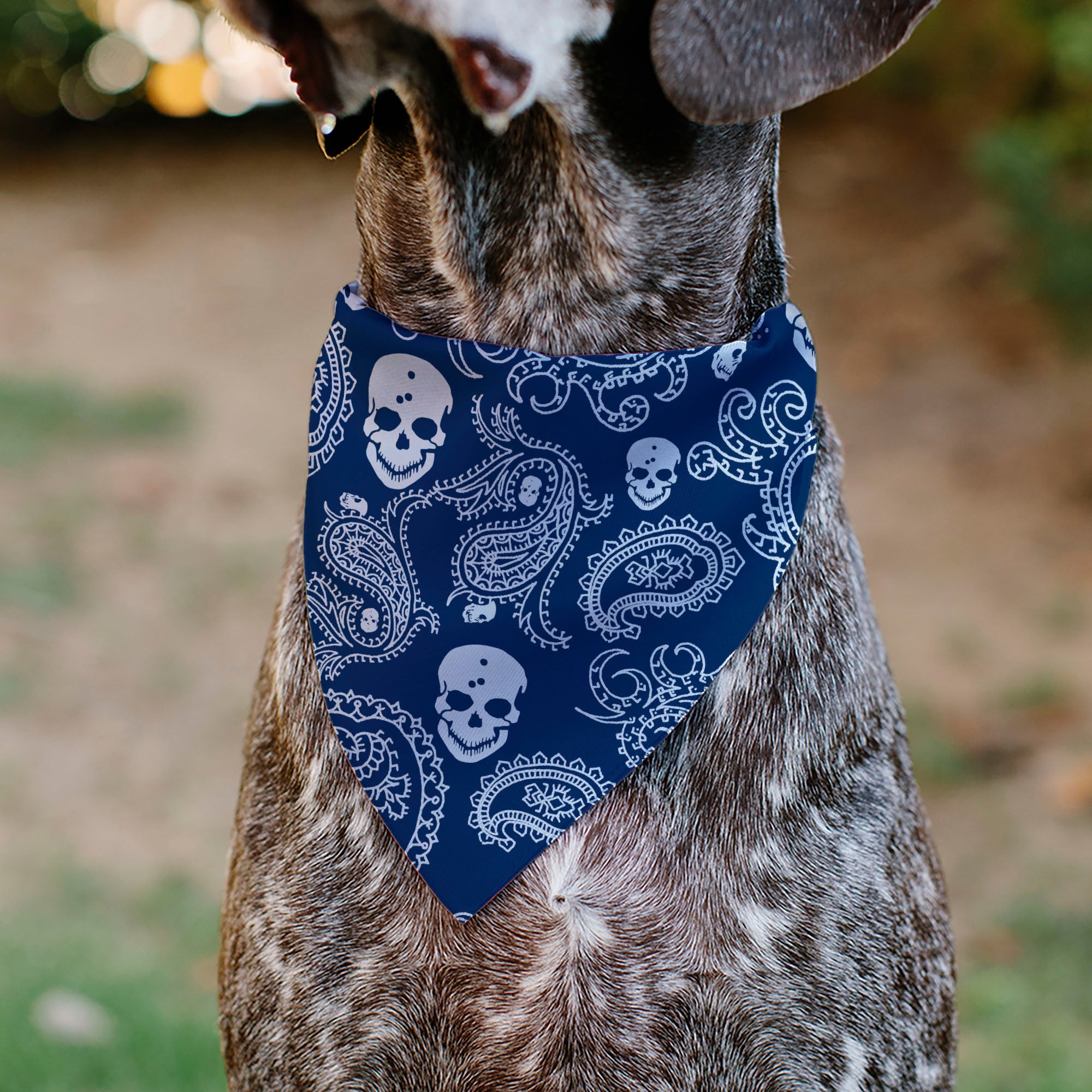 Pet Bandana - Bandana/Skulls Royal/White Pet Bandanas Buckle-Down