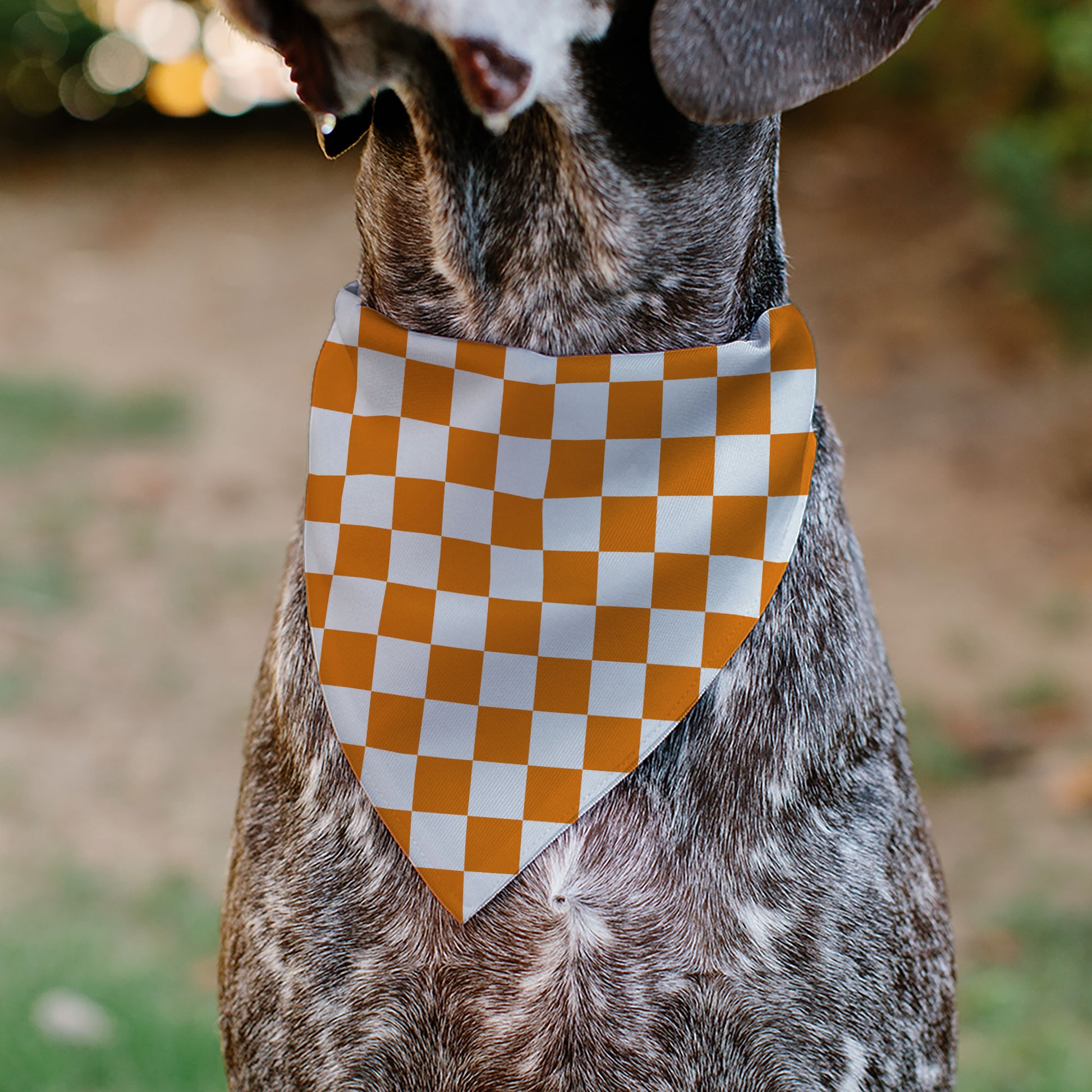 Pet Bandana - Checker White/TN Orange Pet Bandanas Buckle-Down