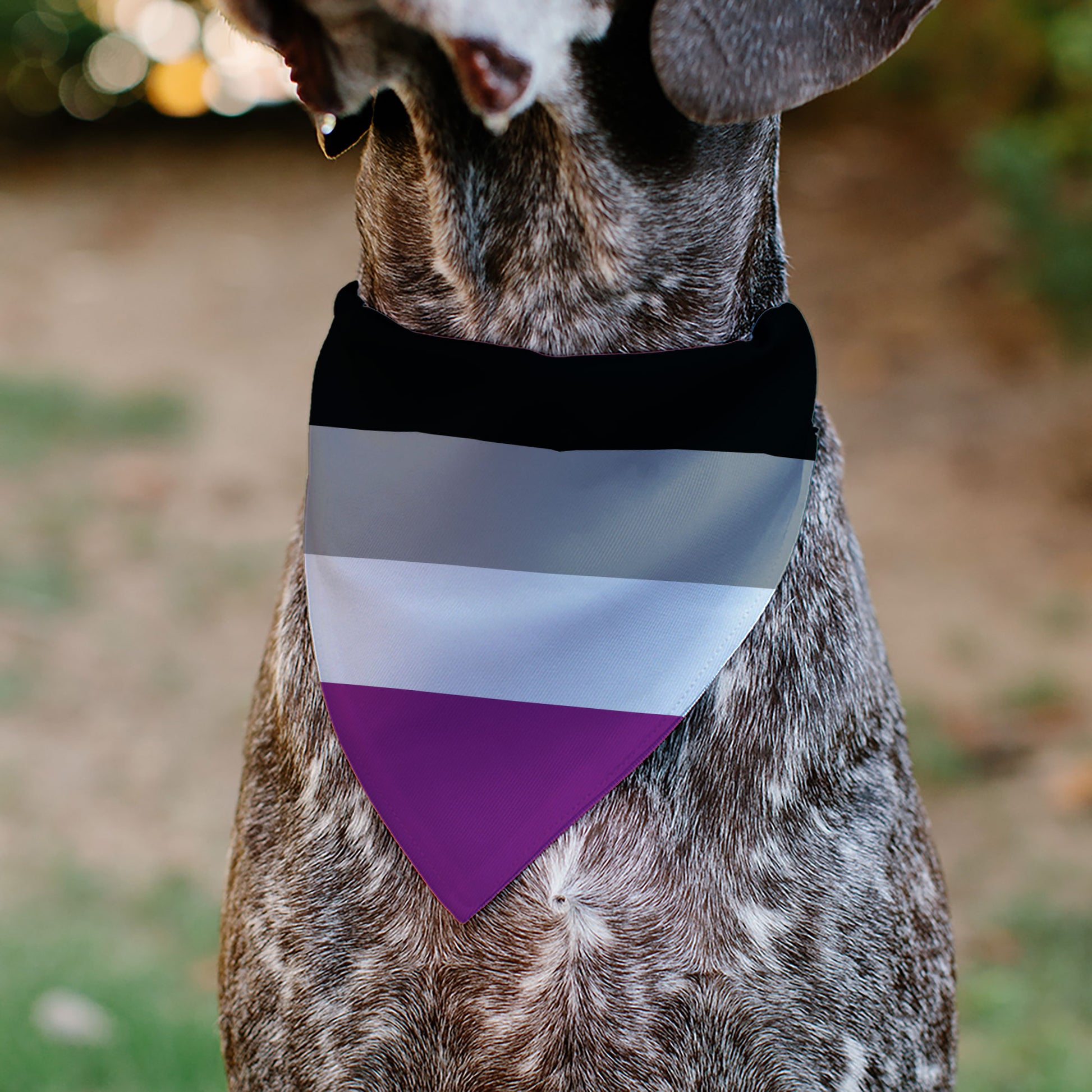 Pet Bandana - Flag Asexual Black/Gray/White/Purple Pet Bandanas Buckle-Down