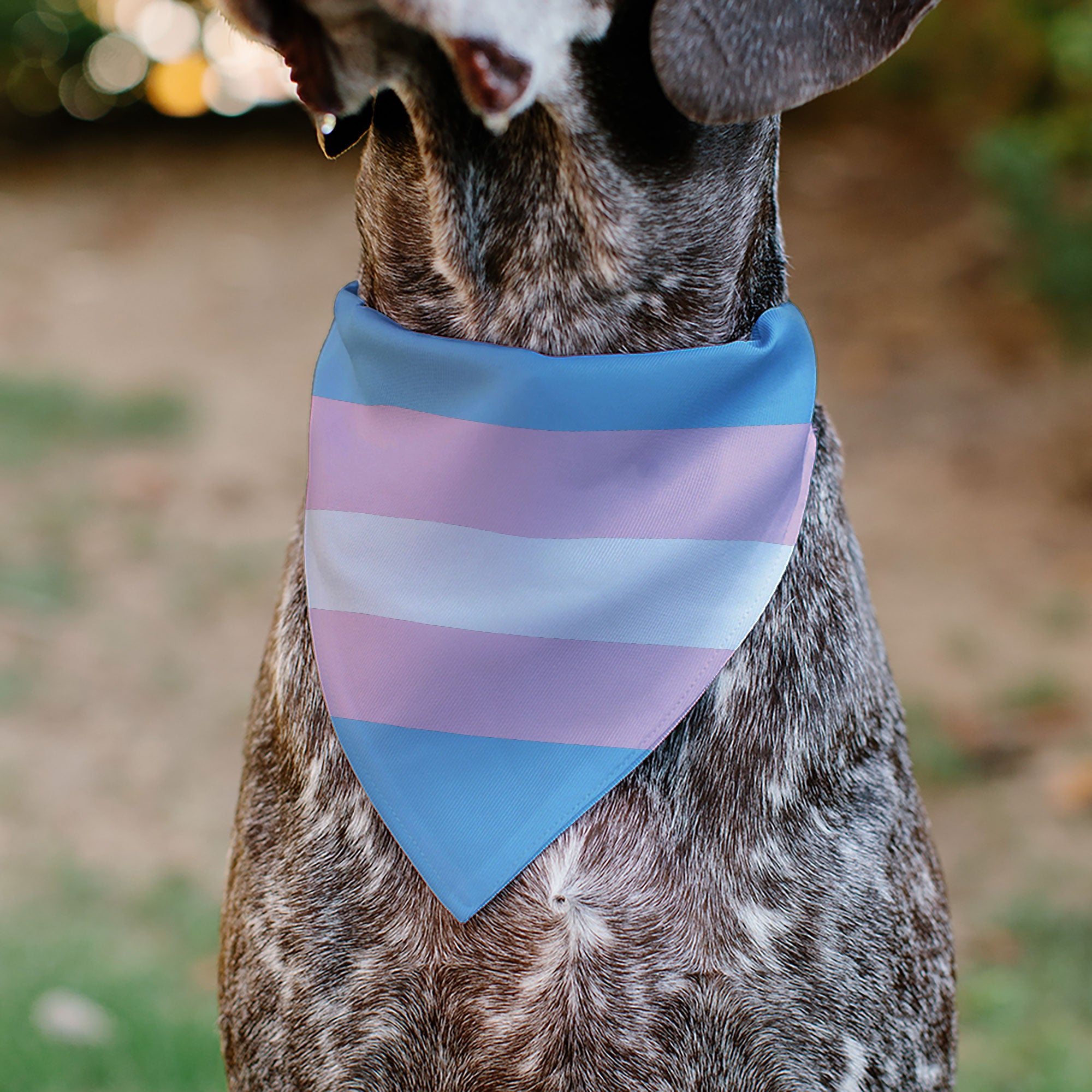 Pet Bandana - Flag Transgender Baby Blue/Baby Pink/White Pet Bandanas Buckle-Down