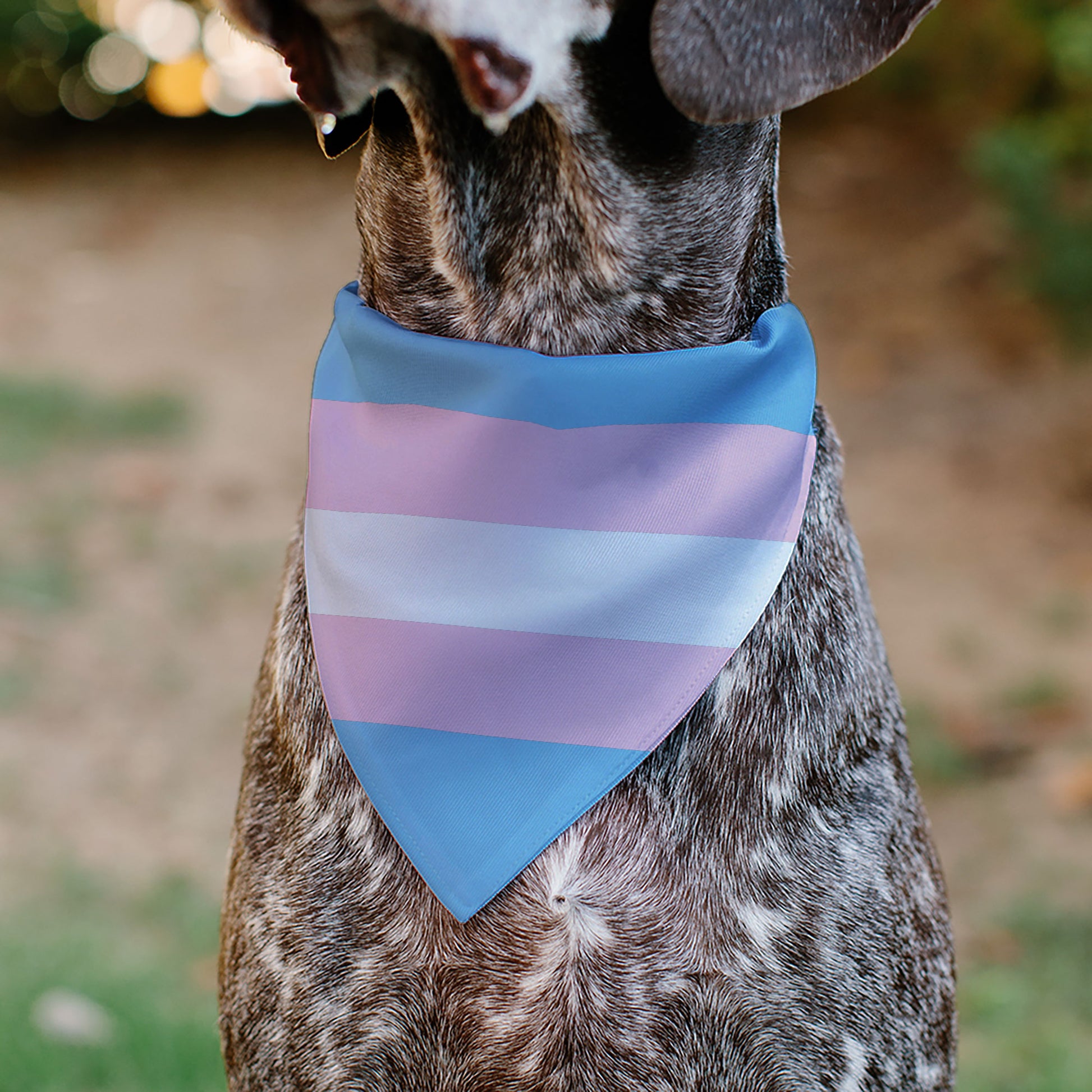 Pet Bandana - Flag Transgender Baby Blue/Baby Pink/White Pet Bandanas Buckle-Down