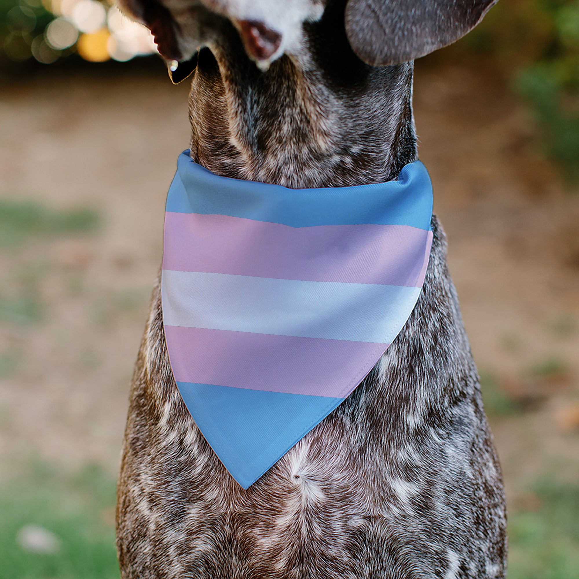 Pet Bandana - Flag Transgender Baby Blue/Baby Pink/White Pet Bandanas Buckle-Down