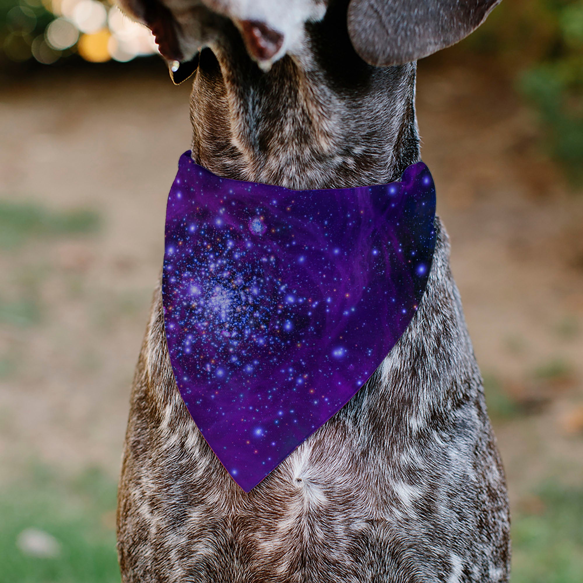 Pet Bandana - Galaxy Blues/Purples Pet Bandanas Buckle-Down