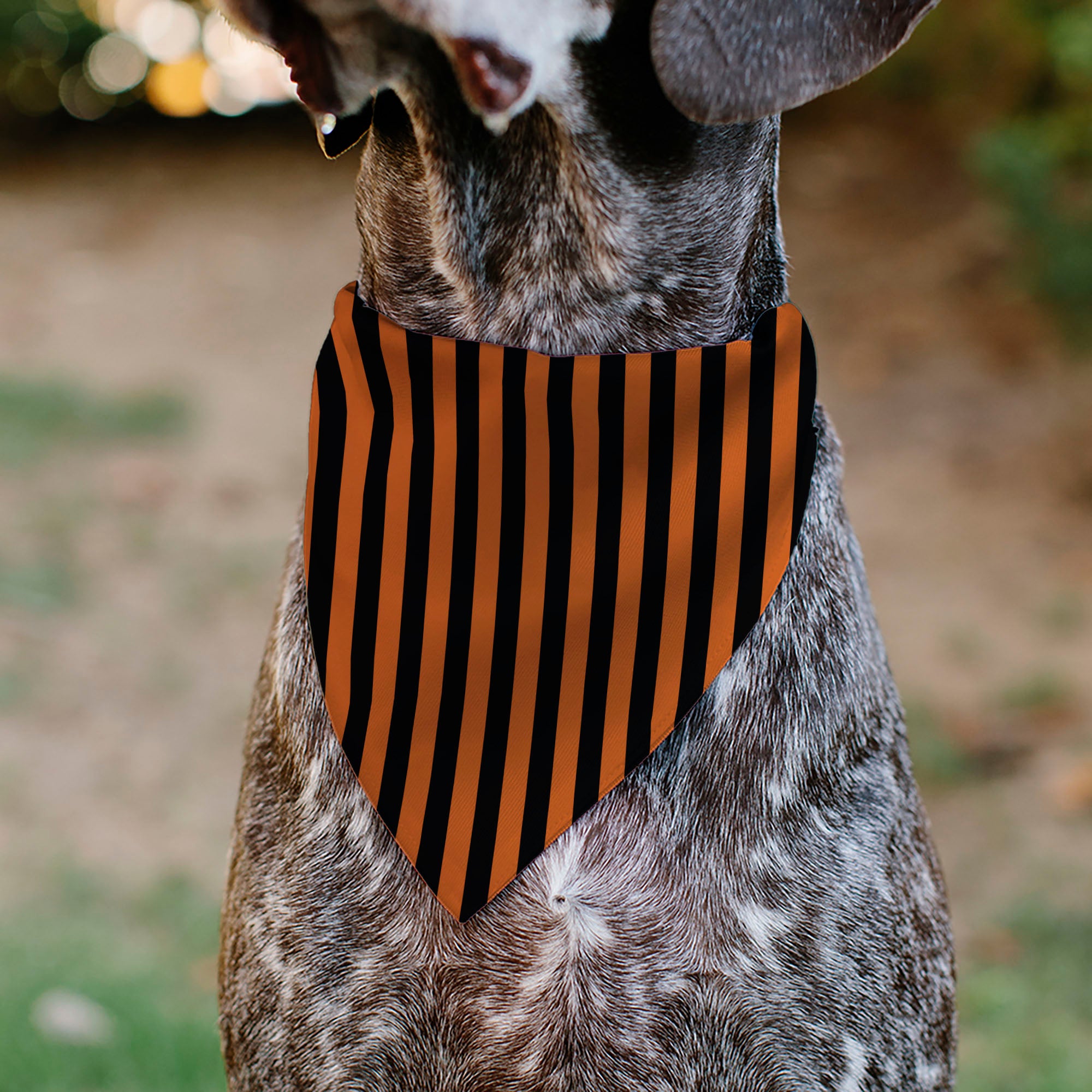 Pet Bandana - Jack-o'-Lantern Pumpkin Stripe Orange/Black Pet Bandanas Buckle-Down