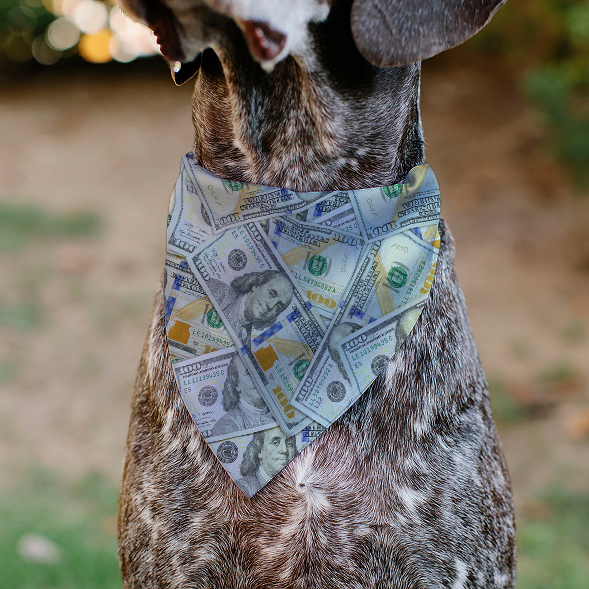Pet Bandana - Vivid 100 Dollar Bills Stacked Pet Bandanas Buckle-Down