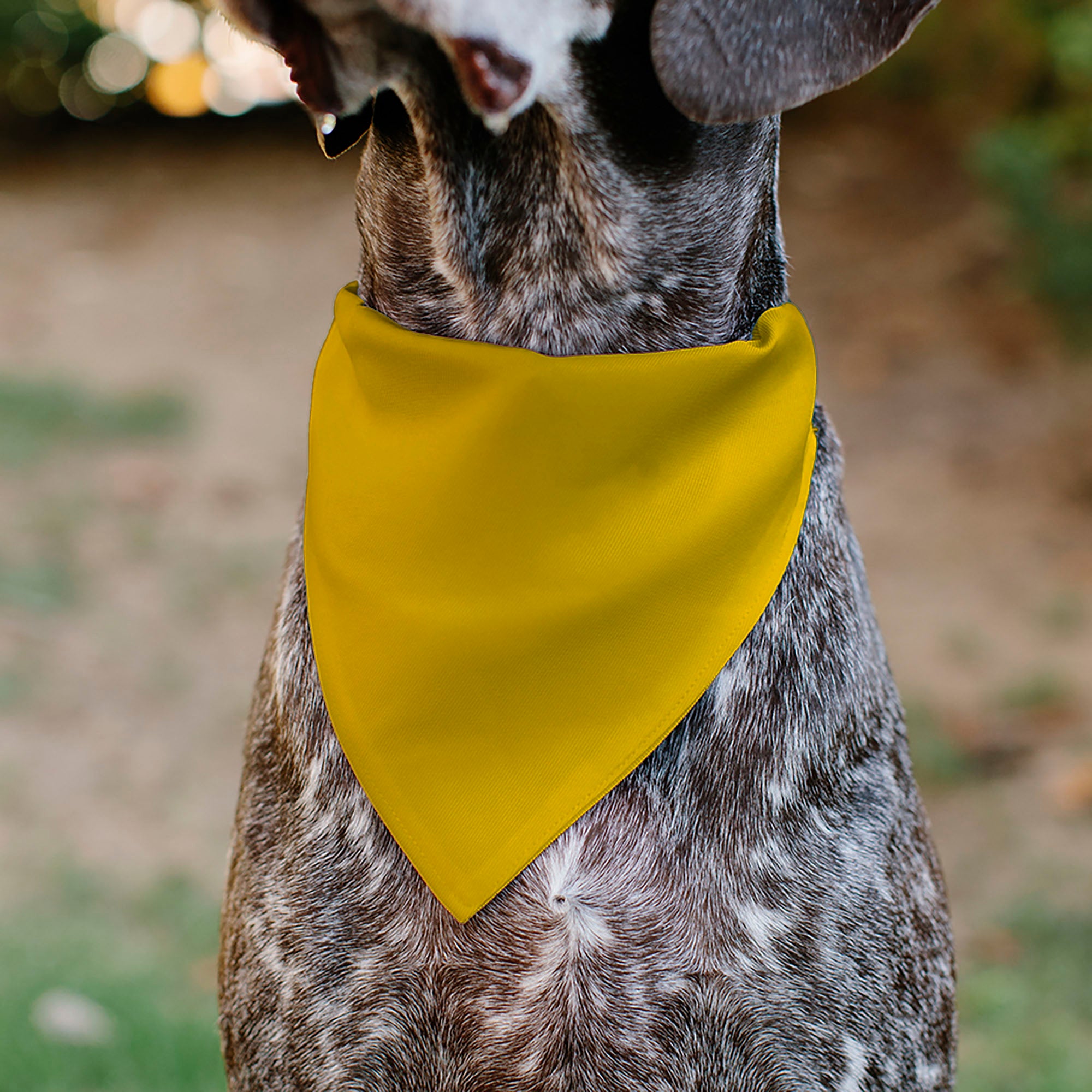 Pet Bandana - Colorado Flag/Mountain Silhouette Yellow Pet Bandanas Buckle-Down