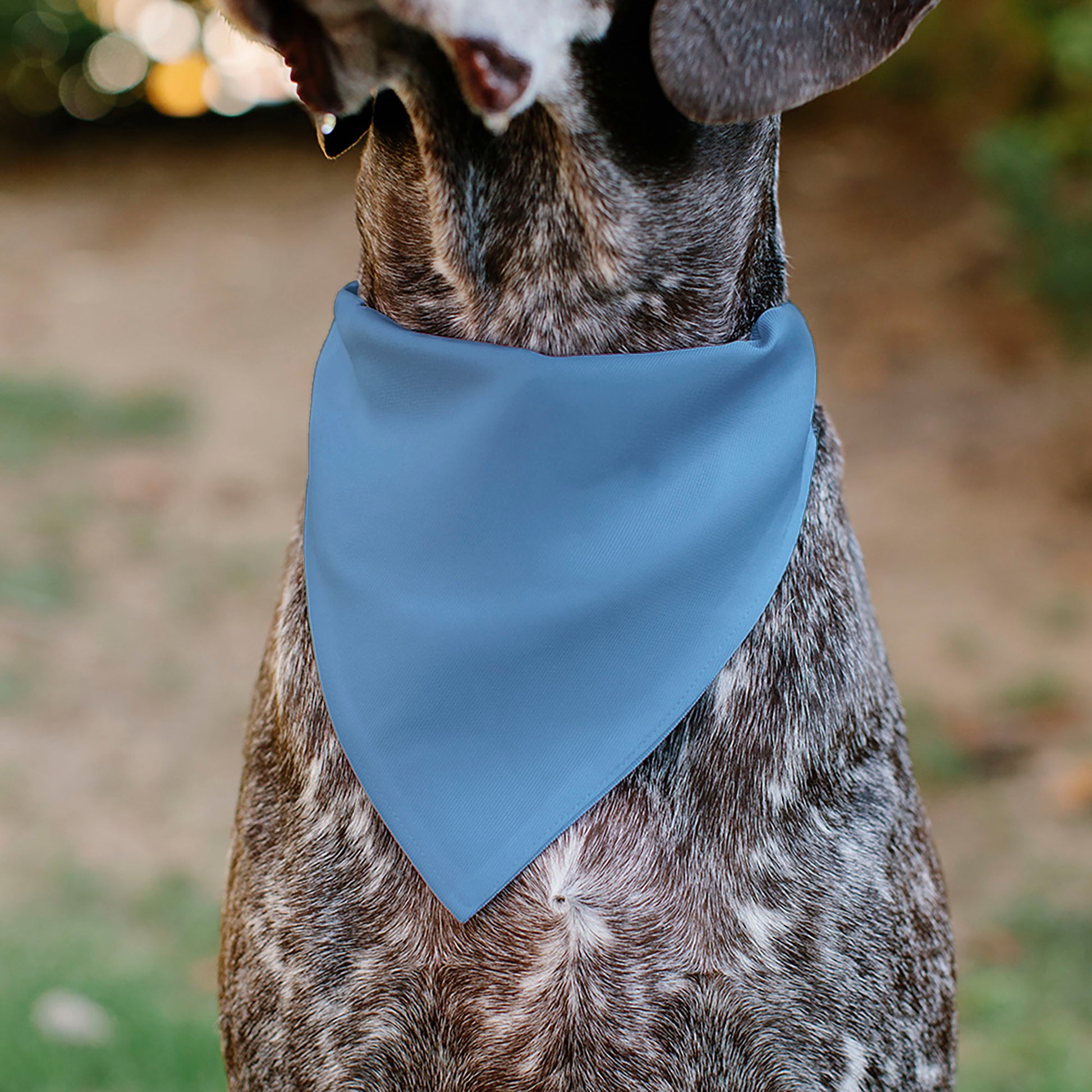 Pet Bandana - Global Soccer Cup Series Argentina Spirit Flag Pet Bandanas Buckle-Down