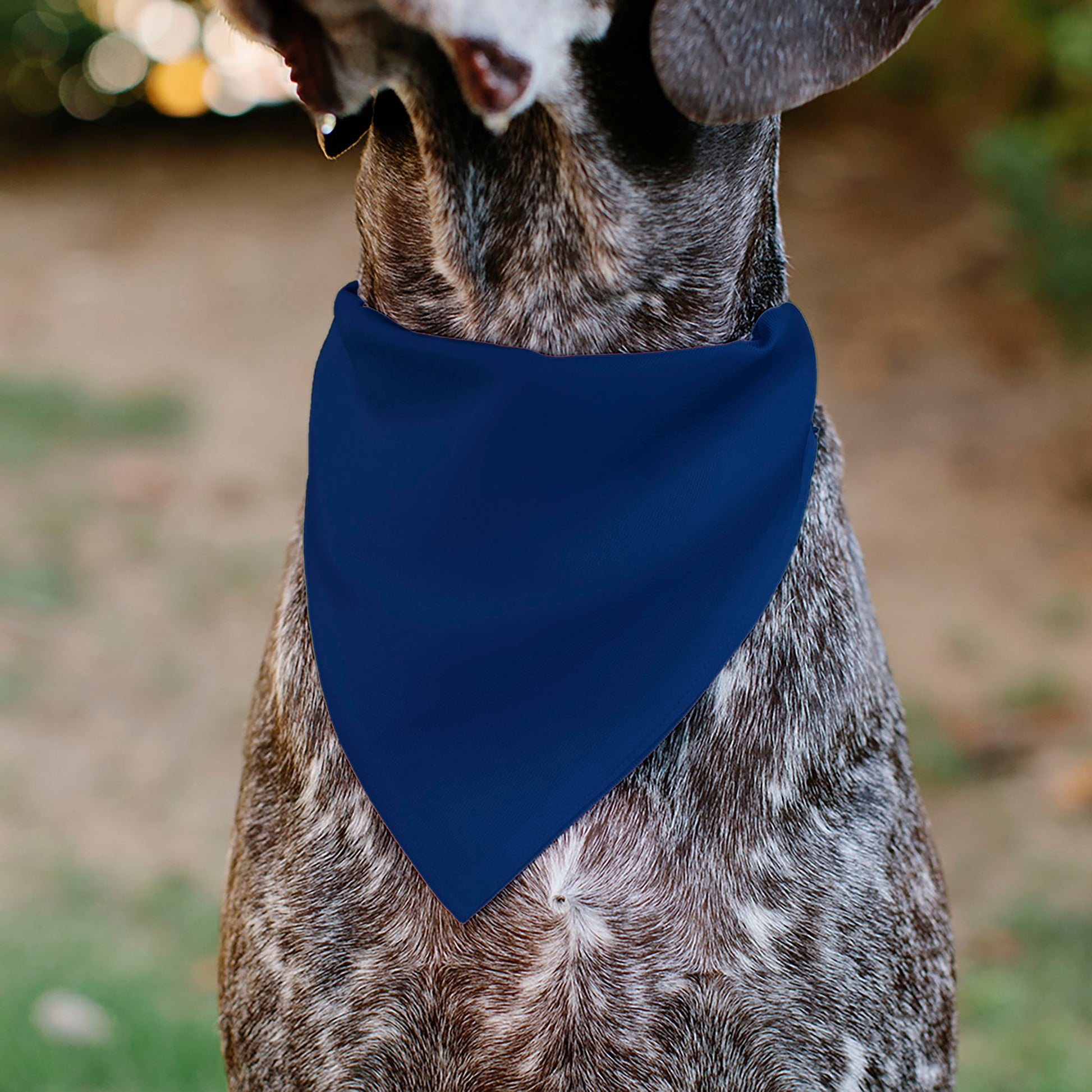 Pet Bandana - Colorado VAIL Flag Blue/White/Red/Yellow Pet Bandanas Buckle-Down