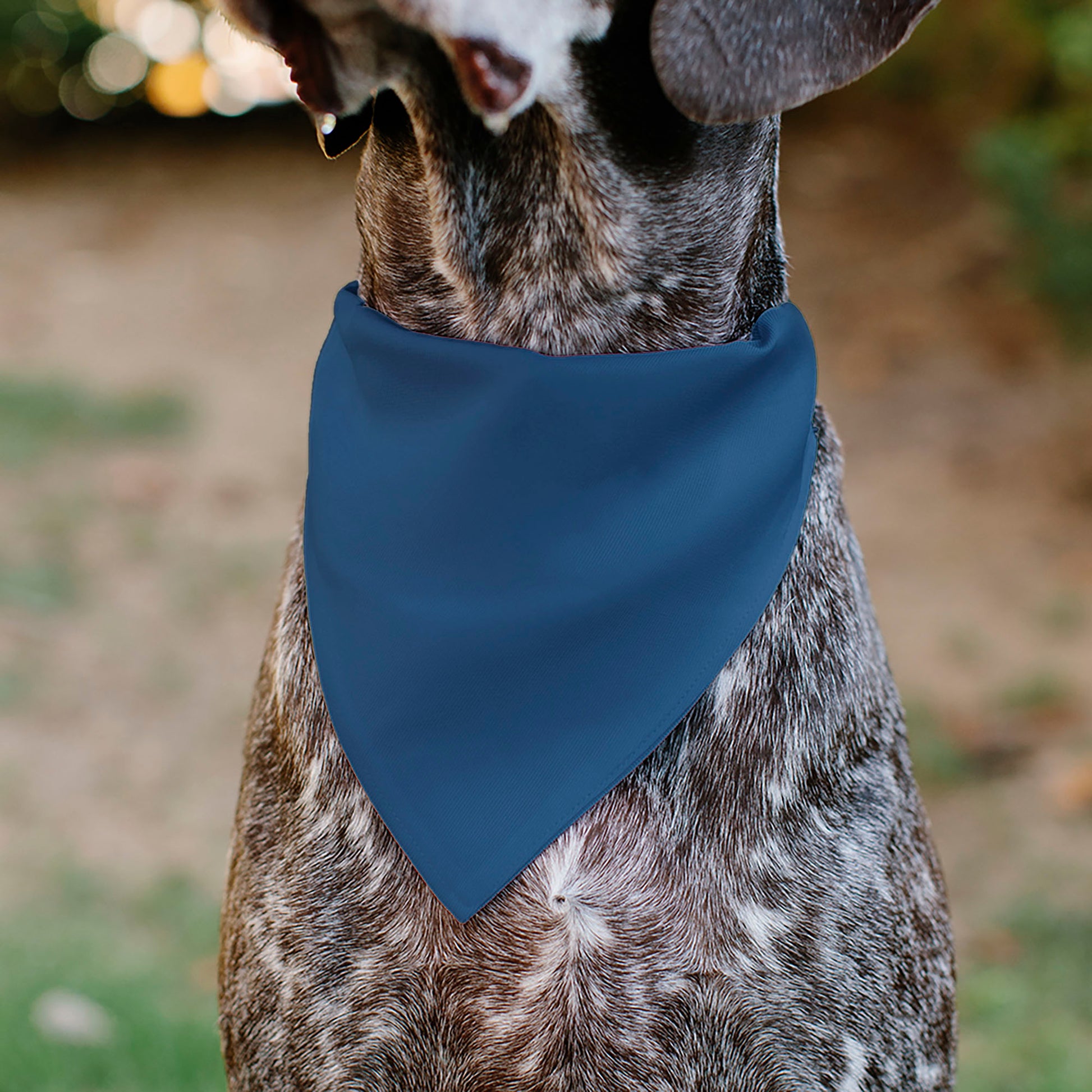 Pet Bandana - ADOPT ME Text and Paw Black/Lavender/Ivory Pet Bandanas Buckle-Down