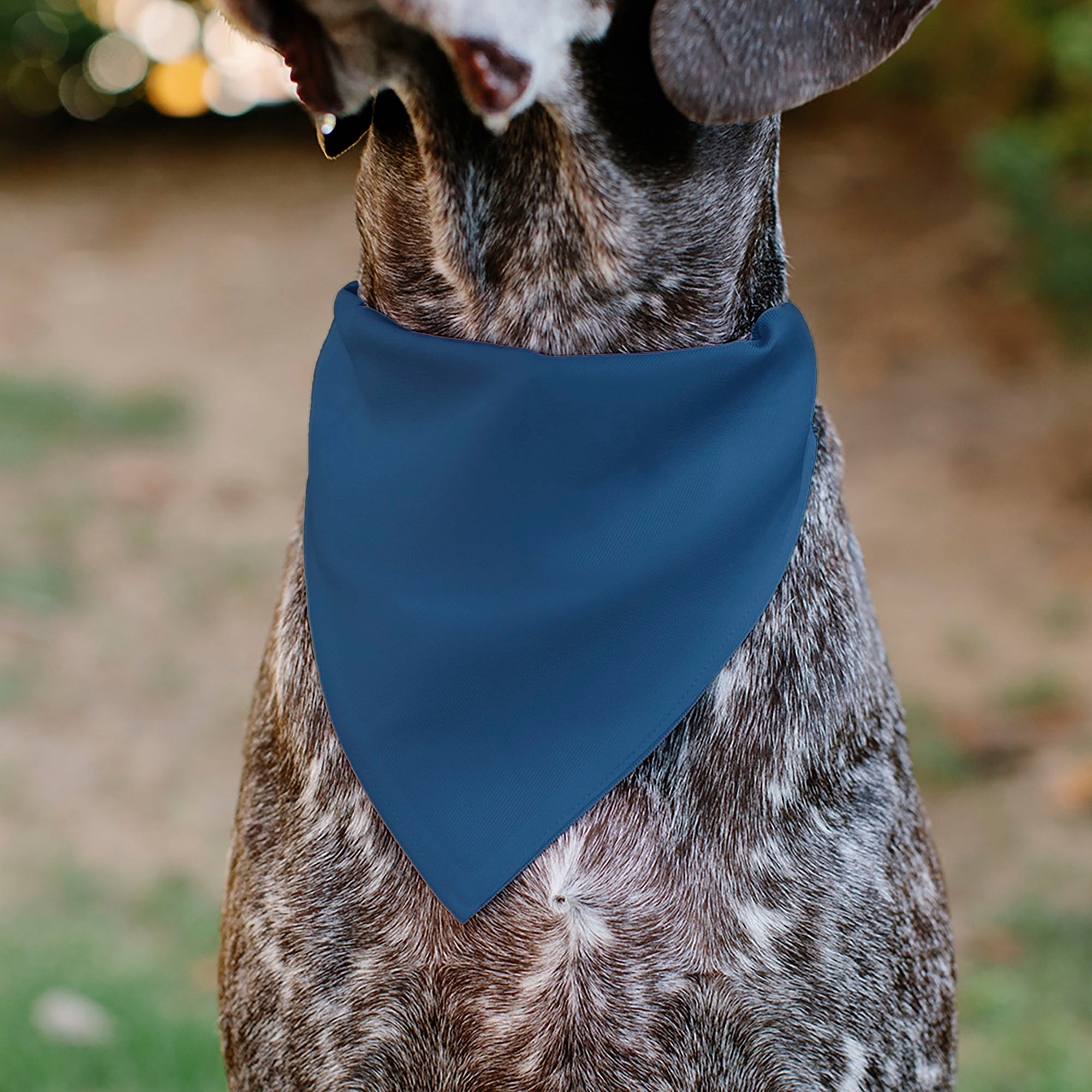 Pet Bandana - ADOPT ME Text and Paw Black/Lavender/Ivory Pet Bandanas Buckle-Down