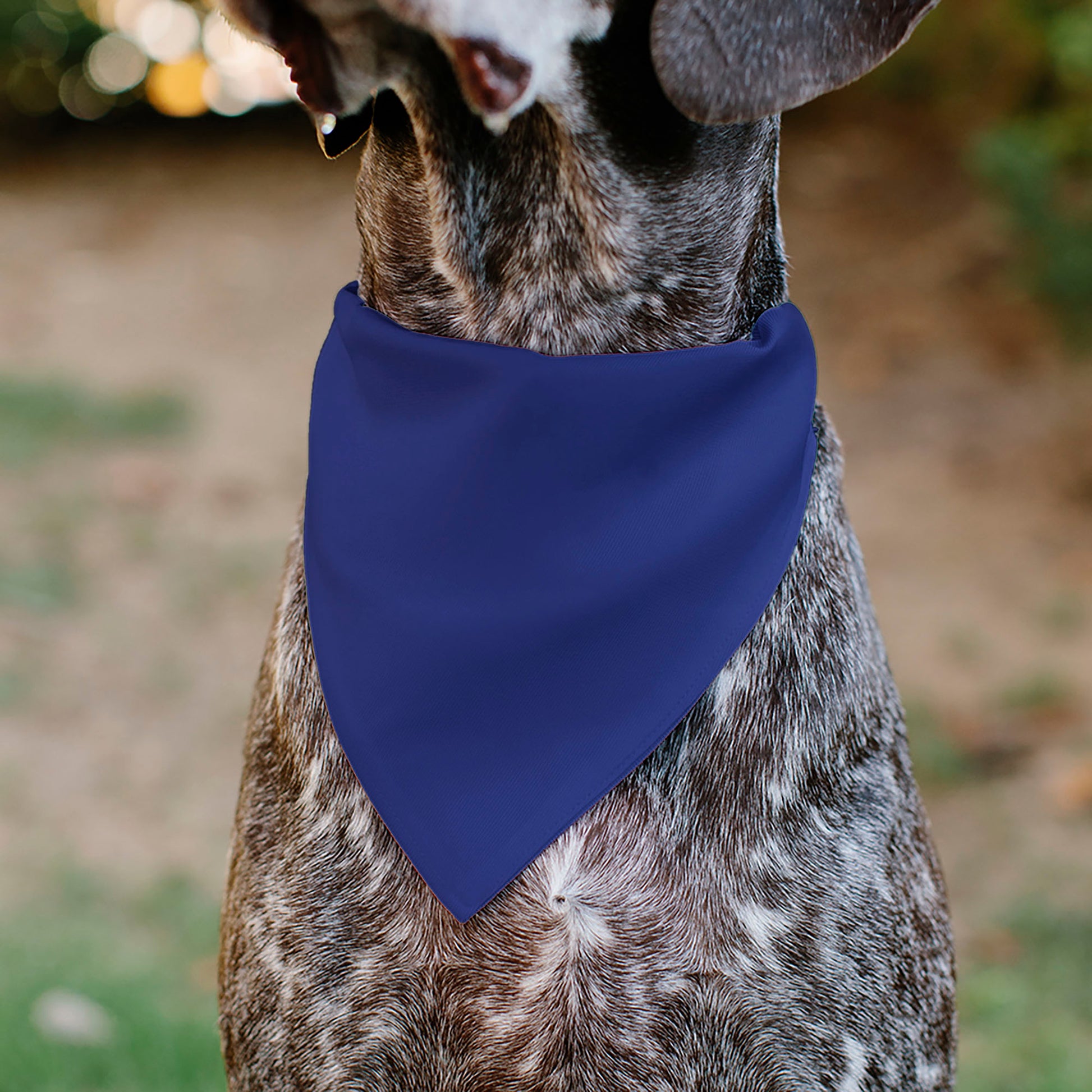 Pet Bandana - BIG SISTER Text and Paw Blues/Lavender Pet Bandanas Buckle-Down