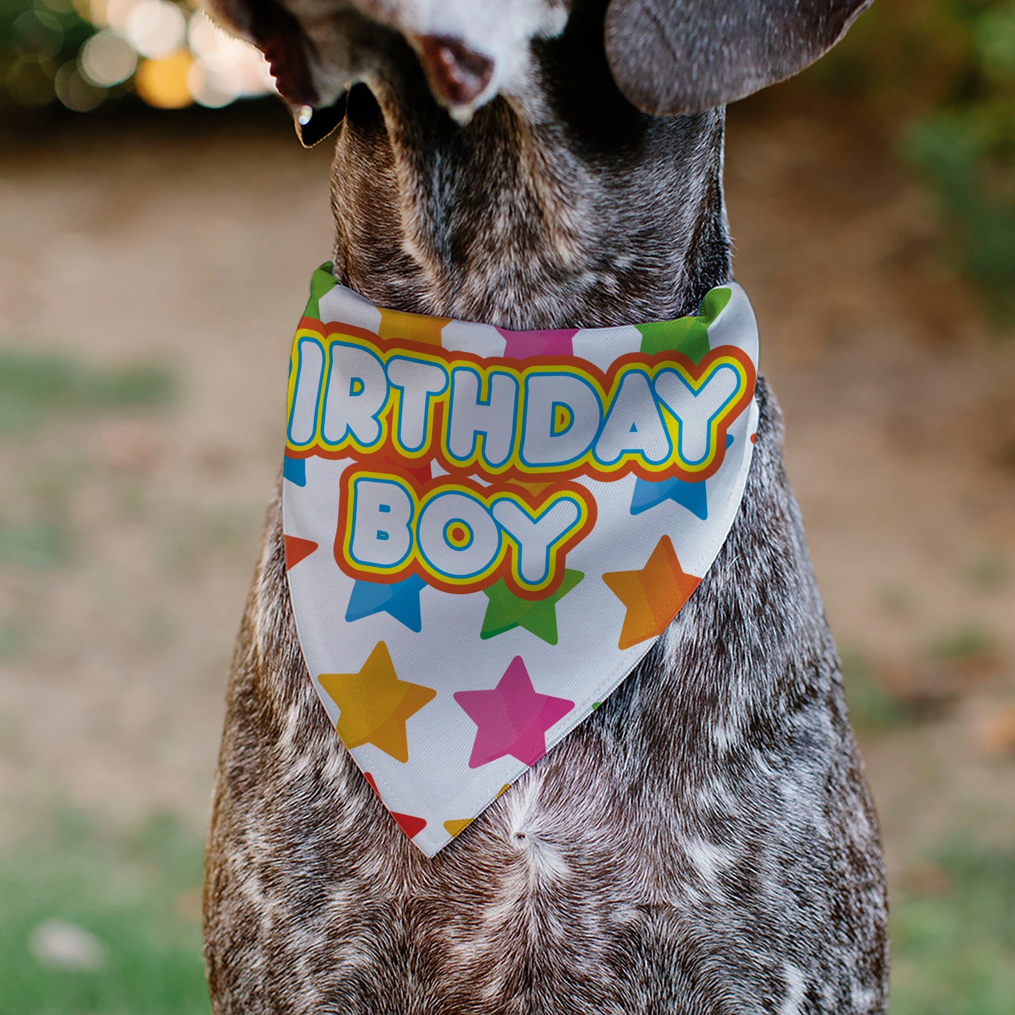 Pet Bandana - BIRTHDAY BOY Text and Stars White/Multi Color Pet Bandanas Buckle-Down