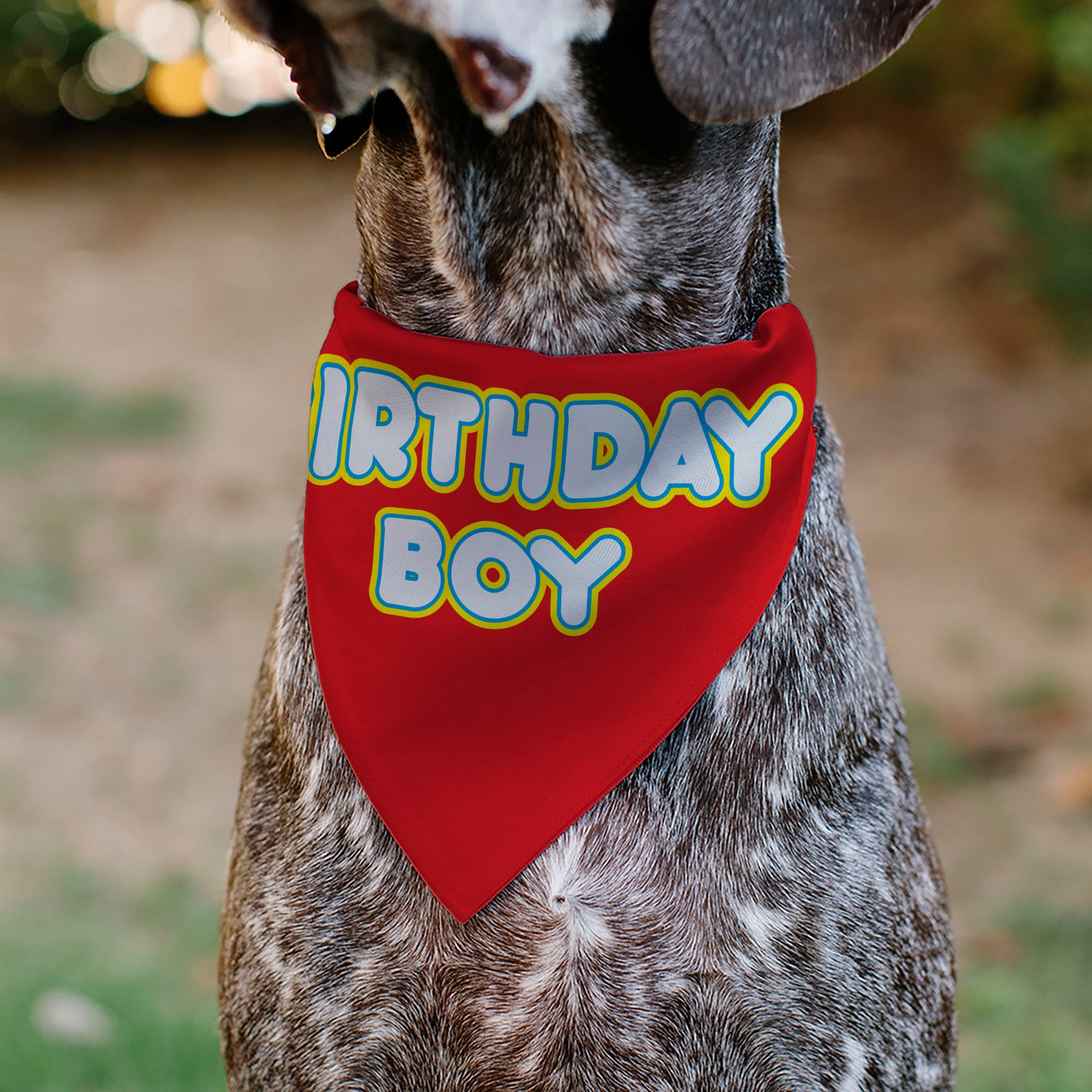 Pet Bandana - BIRTHDAY BOY Text Red/Yellow/Blue/White Pet Bandanas Buckle-Down