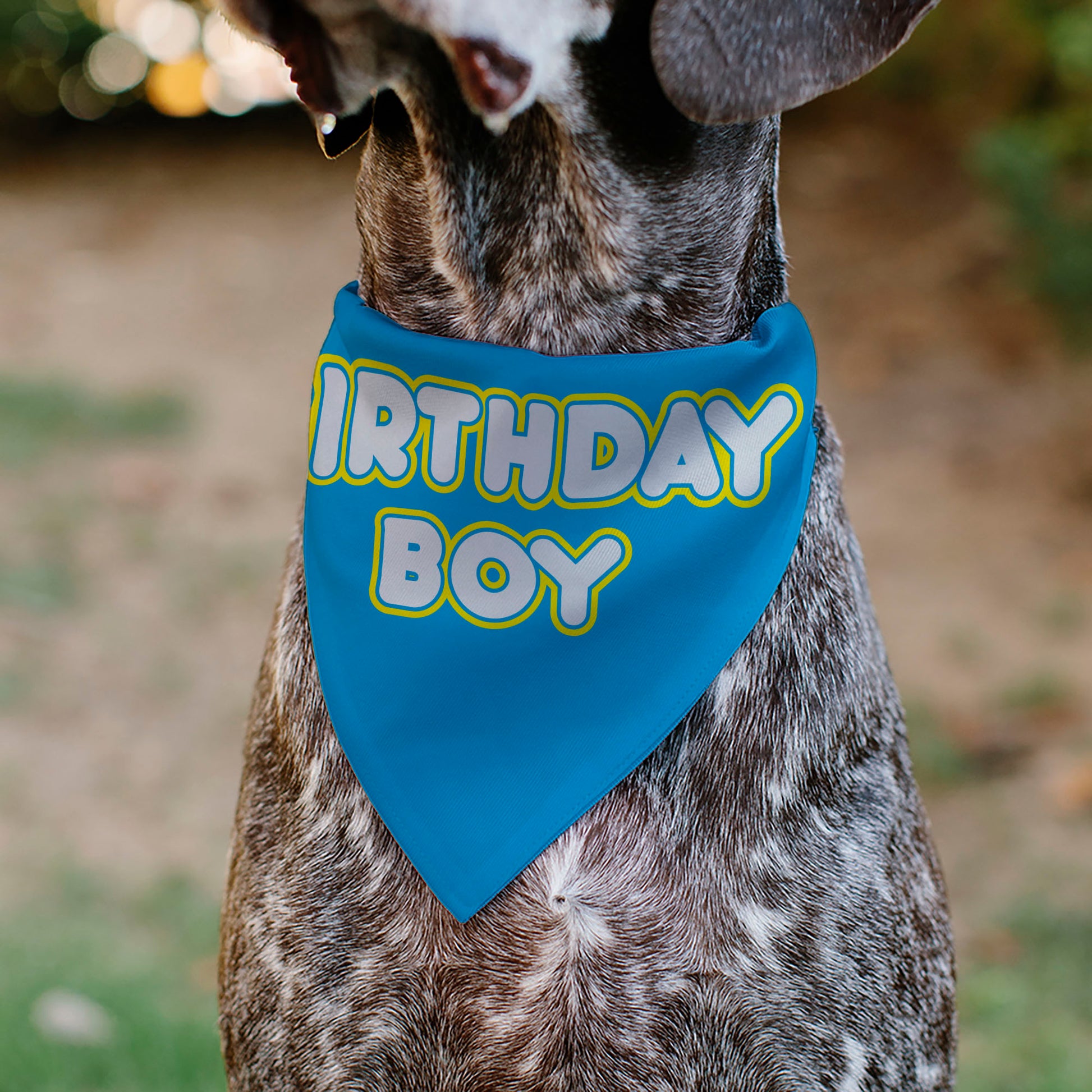 Pet Bandana - BIRTHDAY BOY Text Blue/Yellow/White Pet Bandanas Buckle-Down