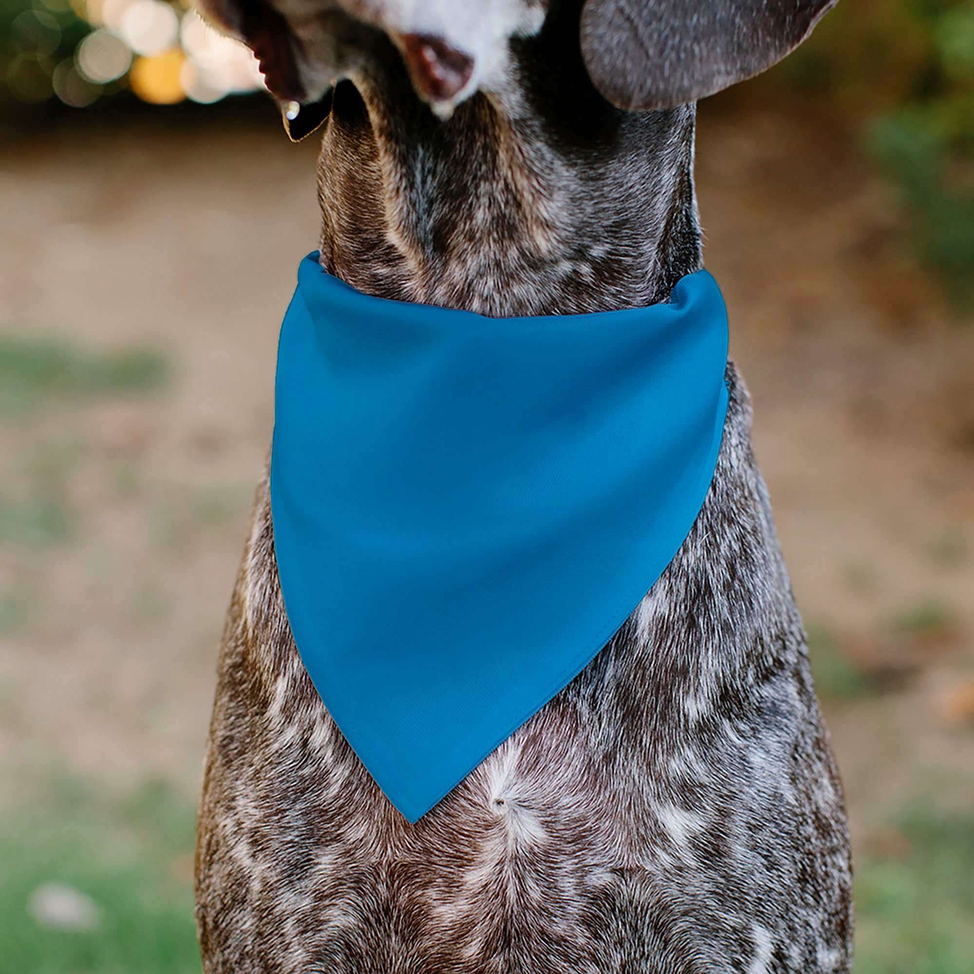 Pet Bandana - BIRTHDAY BOY Text Blue/Yellow/White Pet Bandanas Buckle-Down