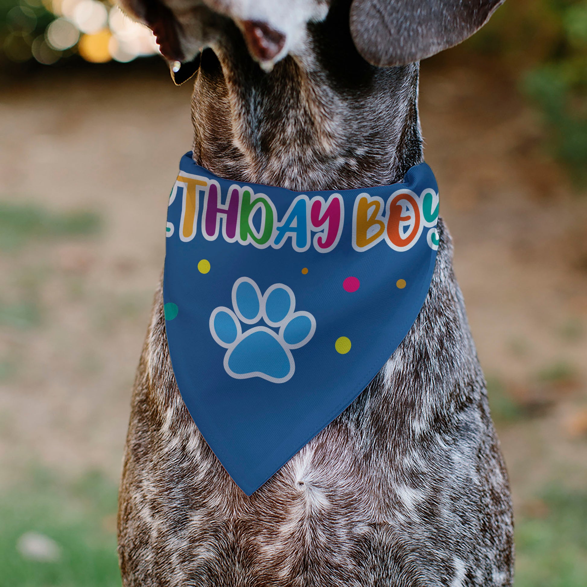 Pet Bandana - BIRTHDAY BOY Text Paw and Confetti Blue/Multi Color Pet Bandanas Buckle-Down