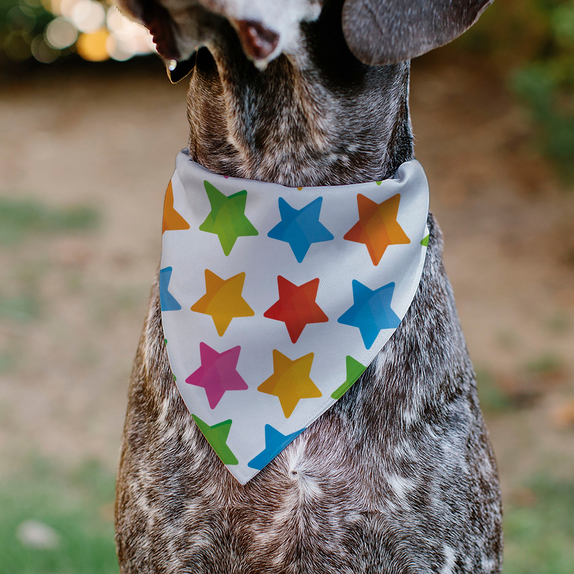 Pet Bandana - BIRTHDAY GIRL Text and Stars White/Multi Color Pet Bandanas Buckle-Down