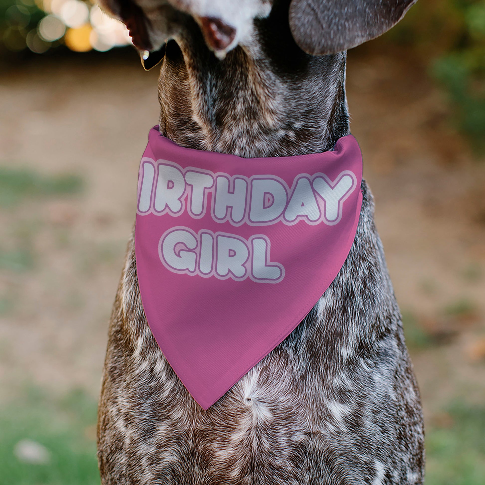 Pet Bandana - BIRTHDAY GIRL Text Pinks/White Pet Bandanas Buckle-Down