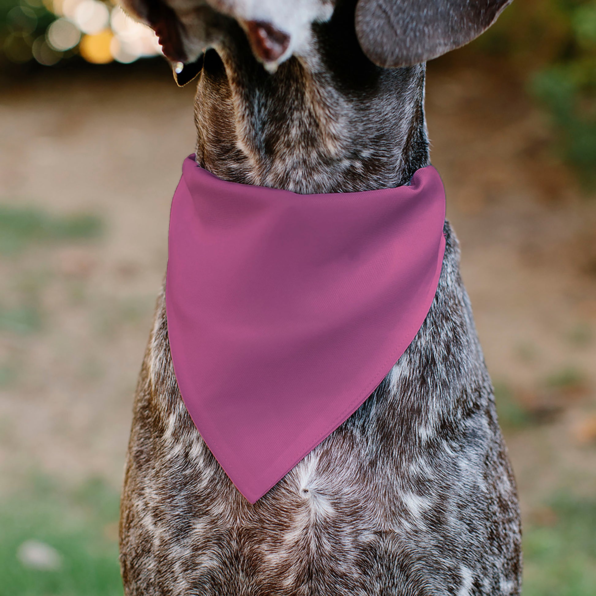 Pet Bandana - BIRTHDAY GIRL Text Pinks/White Pet Bandanas Buckle-Down