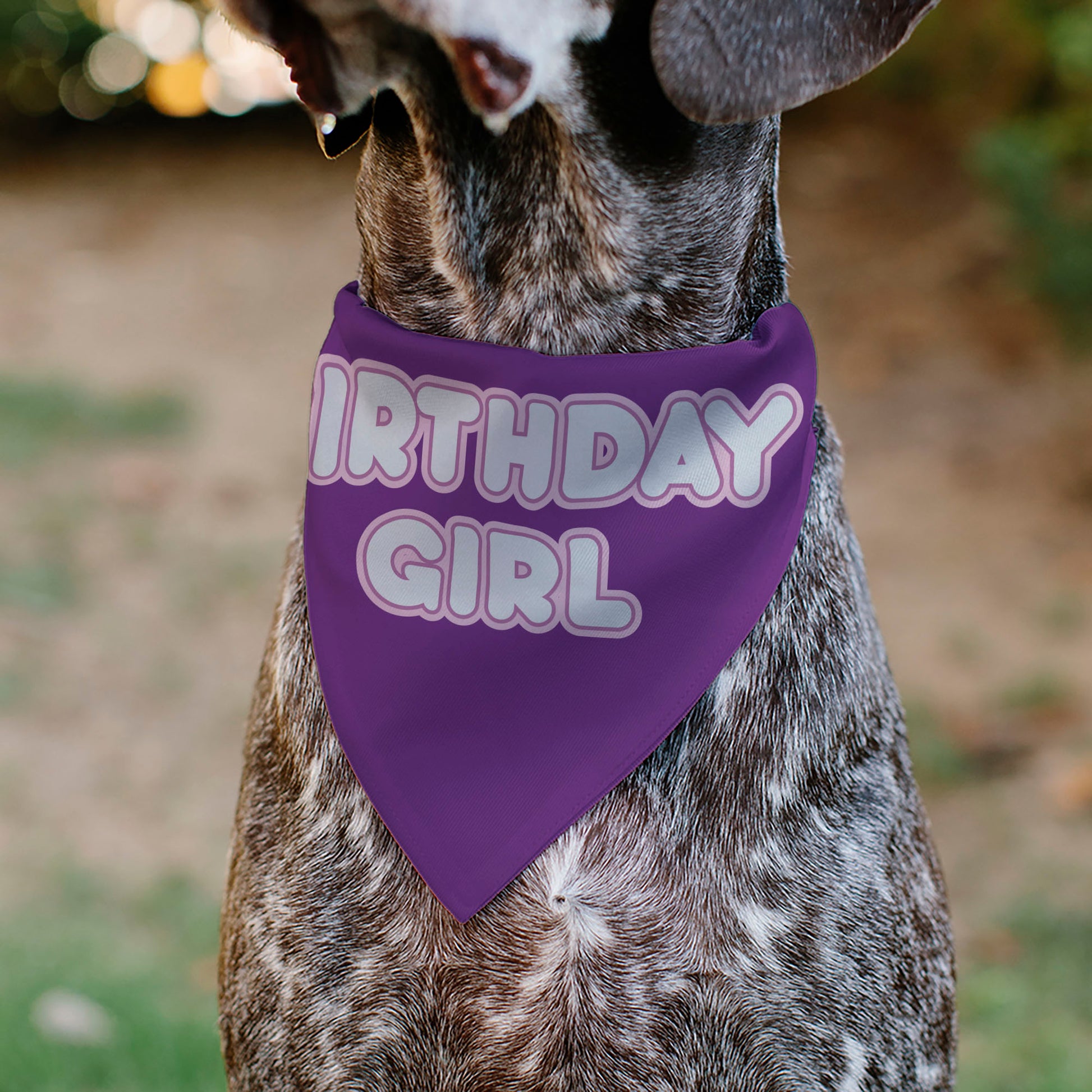 Pet Bandana - BIRTHDAY GIRL Text Purples/White Pet Bandanas Buckle-Down