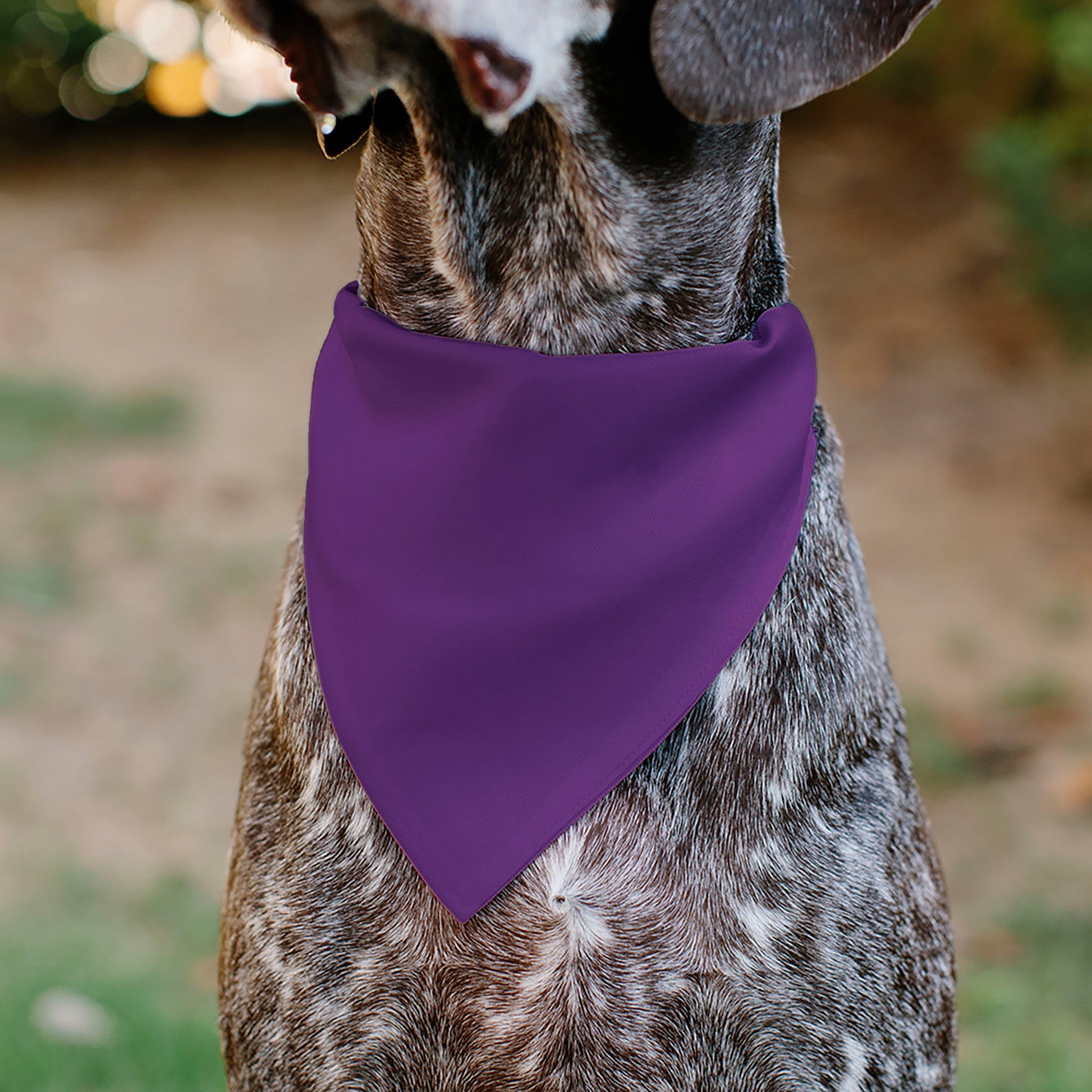 Pet Bandana - BIRTHDAY GIRL Text Purples/White Pet Bandanas Buckle-Down