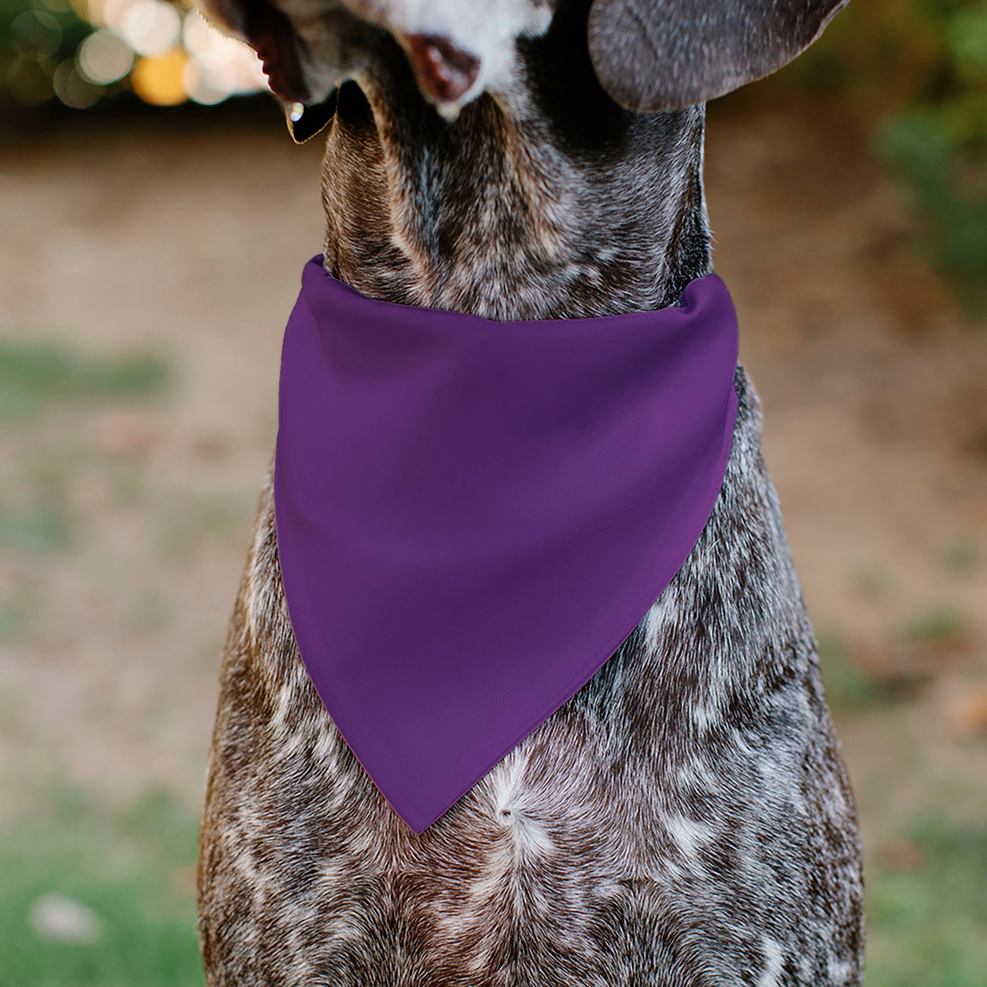 Pet Bandana - BIRTHDAY GIRL Text Purples/White Pet Bandanas Buckle-Down