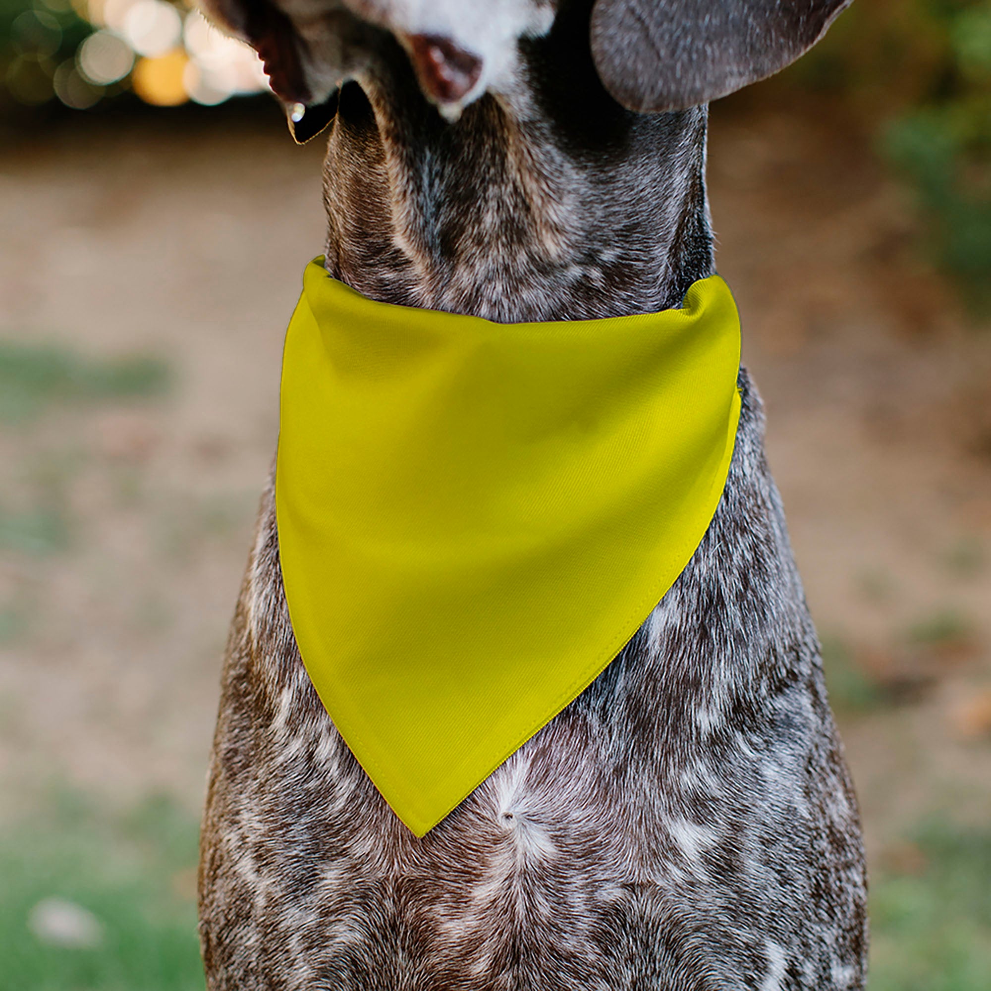 Pet Bandana - DO NOT PET Warning Yellows/Black Pet Bandanas Buckle-Down