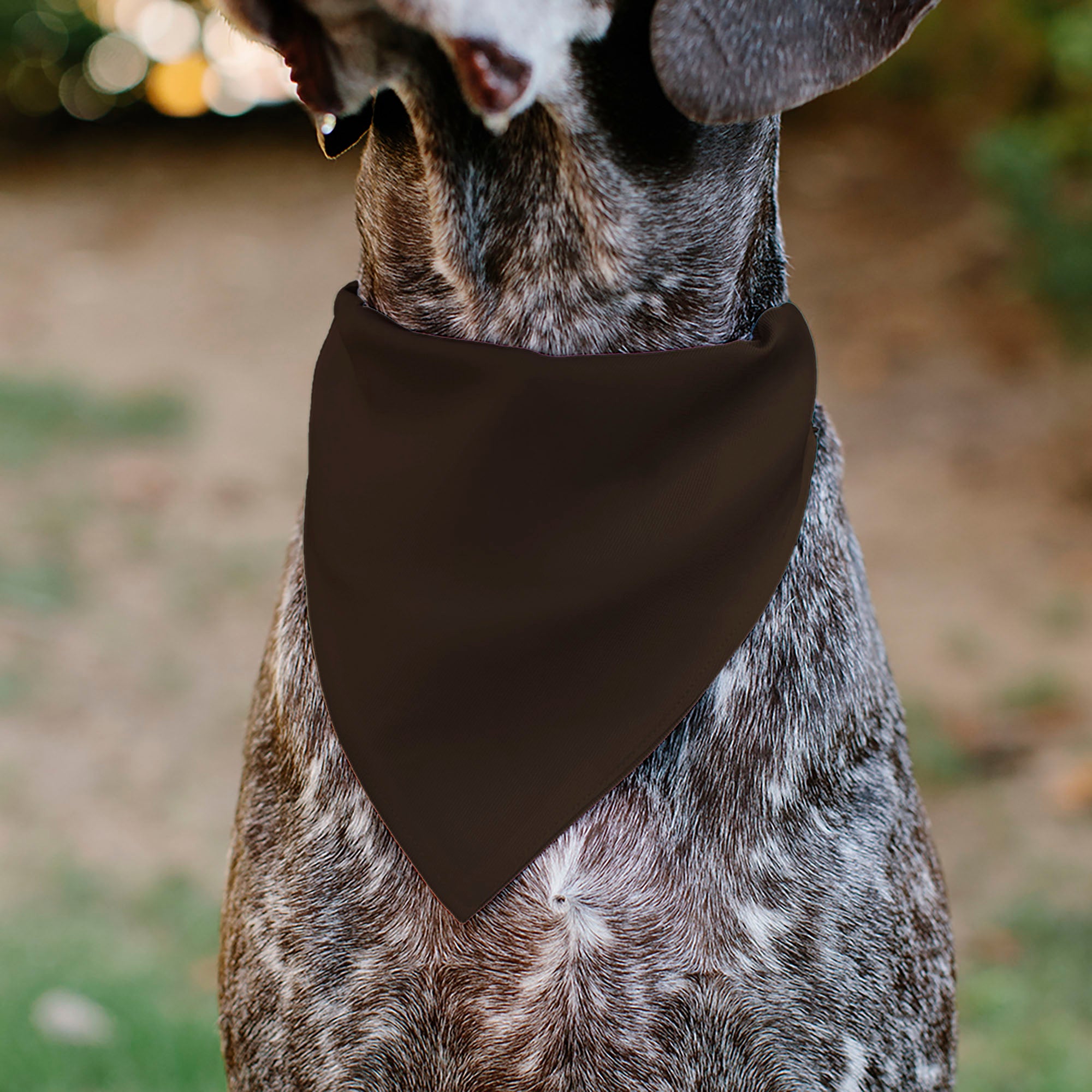Pet Bandana - HALLOWEEN Jack-O-Lantern Pumpkin Black/Orange Pet Bandanas Buckle-Down