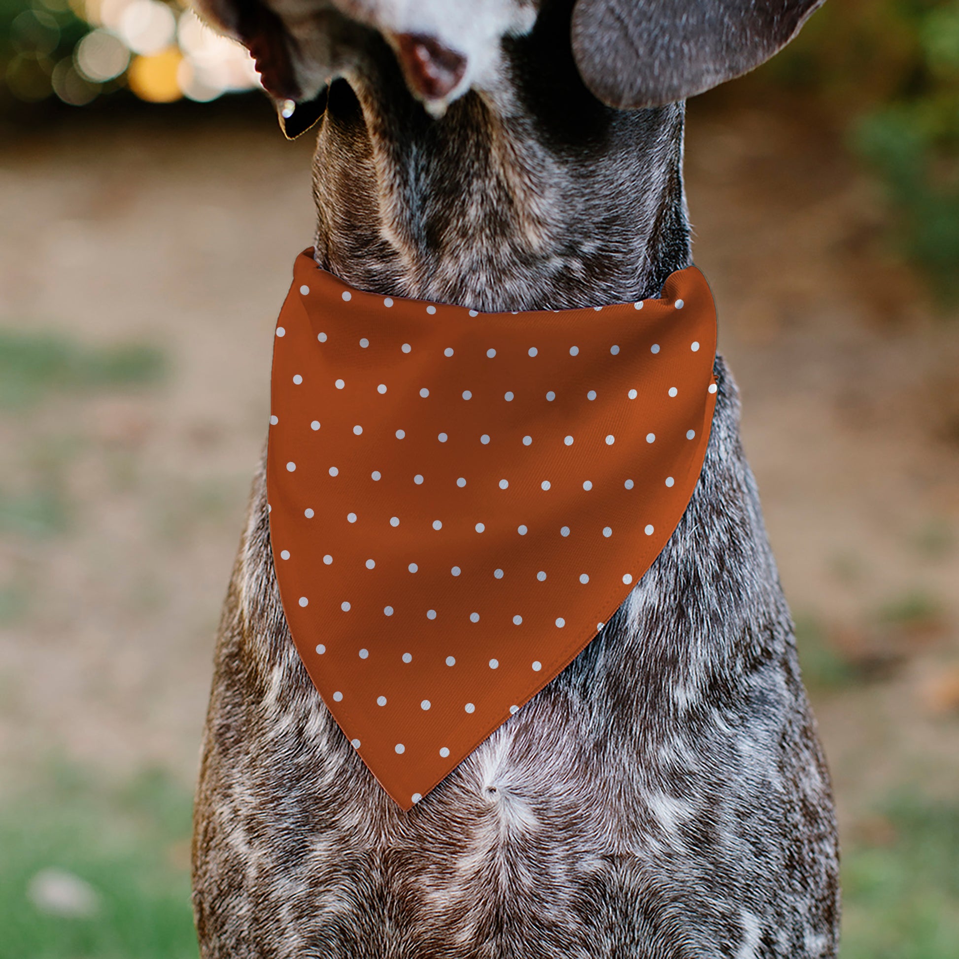 Pet Bandana - Mini Polka Dots Orange/White Pet Bandanas Buckle-Down