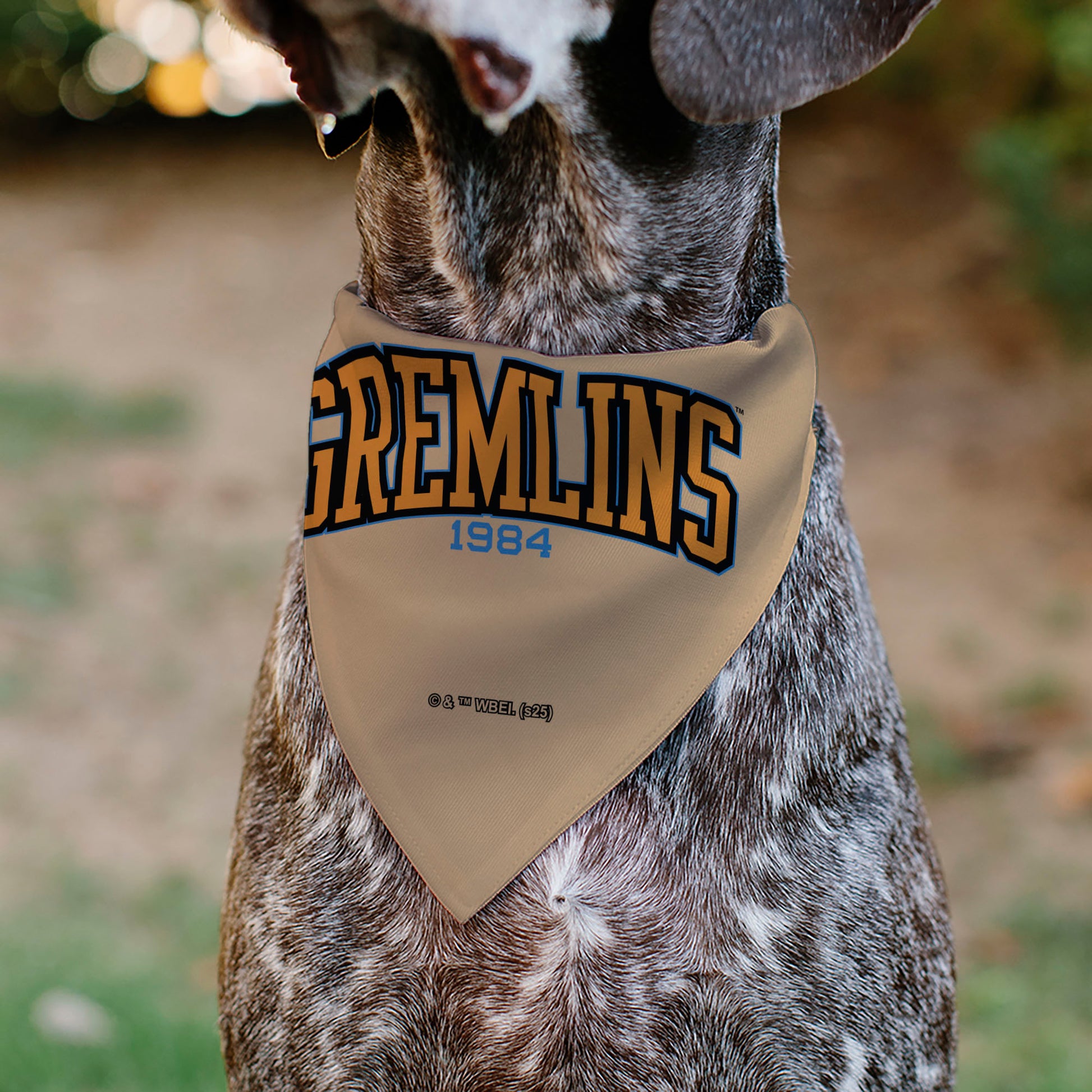 Pet Bandana - Gizmo Face and GREMLINS 1984 Varsity Text Beige/Blue/Yellow Pet Bandanas Gremlins