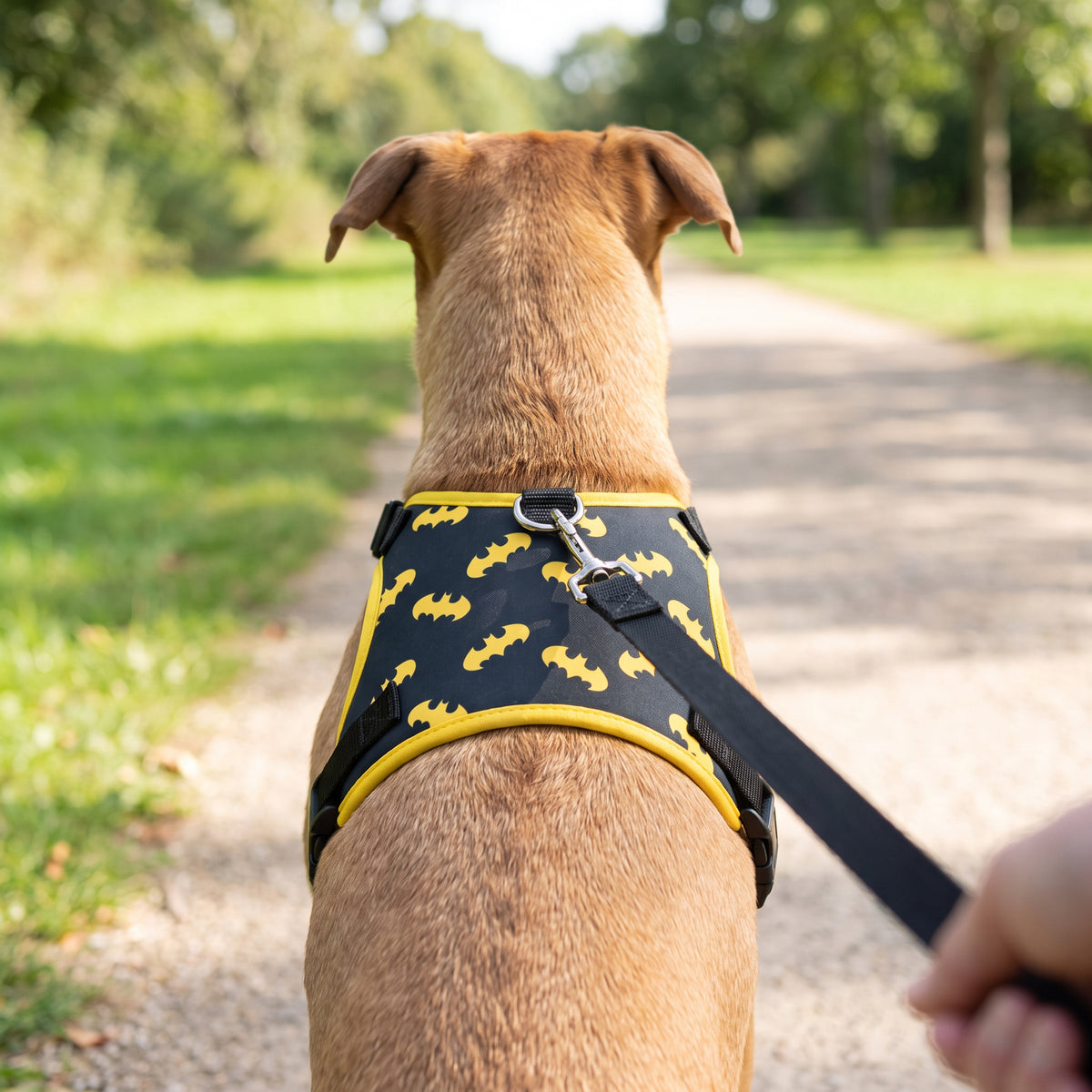 Pet Harness - Batman Bat Signal Scattered Black/Yellow