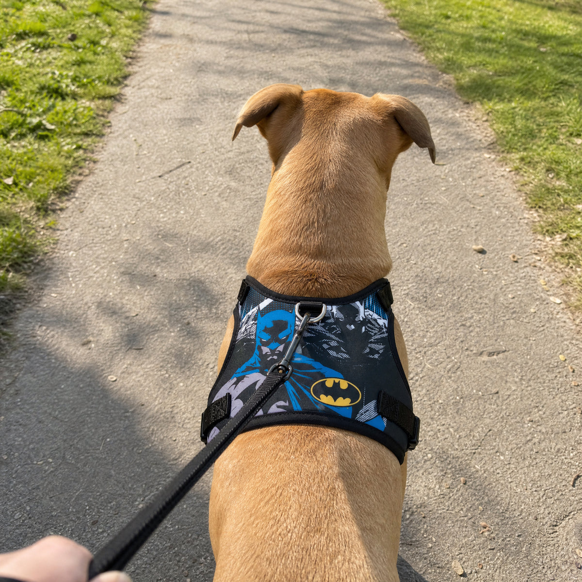 Pet Harness - Batman Two Pose and Bat Signal Logo Blues/Black