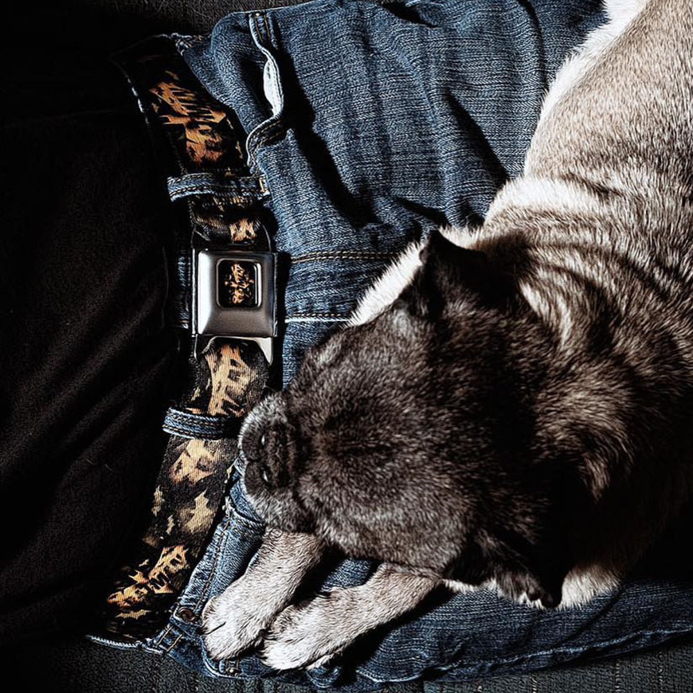 BATMAN-JL Bats Scattered Full Color Black Yellows Seatbelt Belt - JUSTICE LEAGUE-BATMAN Bats Scattered Black/Yellows Webbing Seatbelt Belts DC Comics